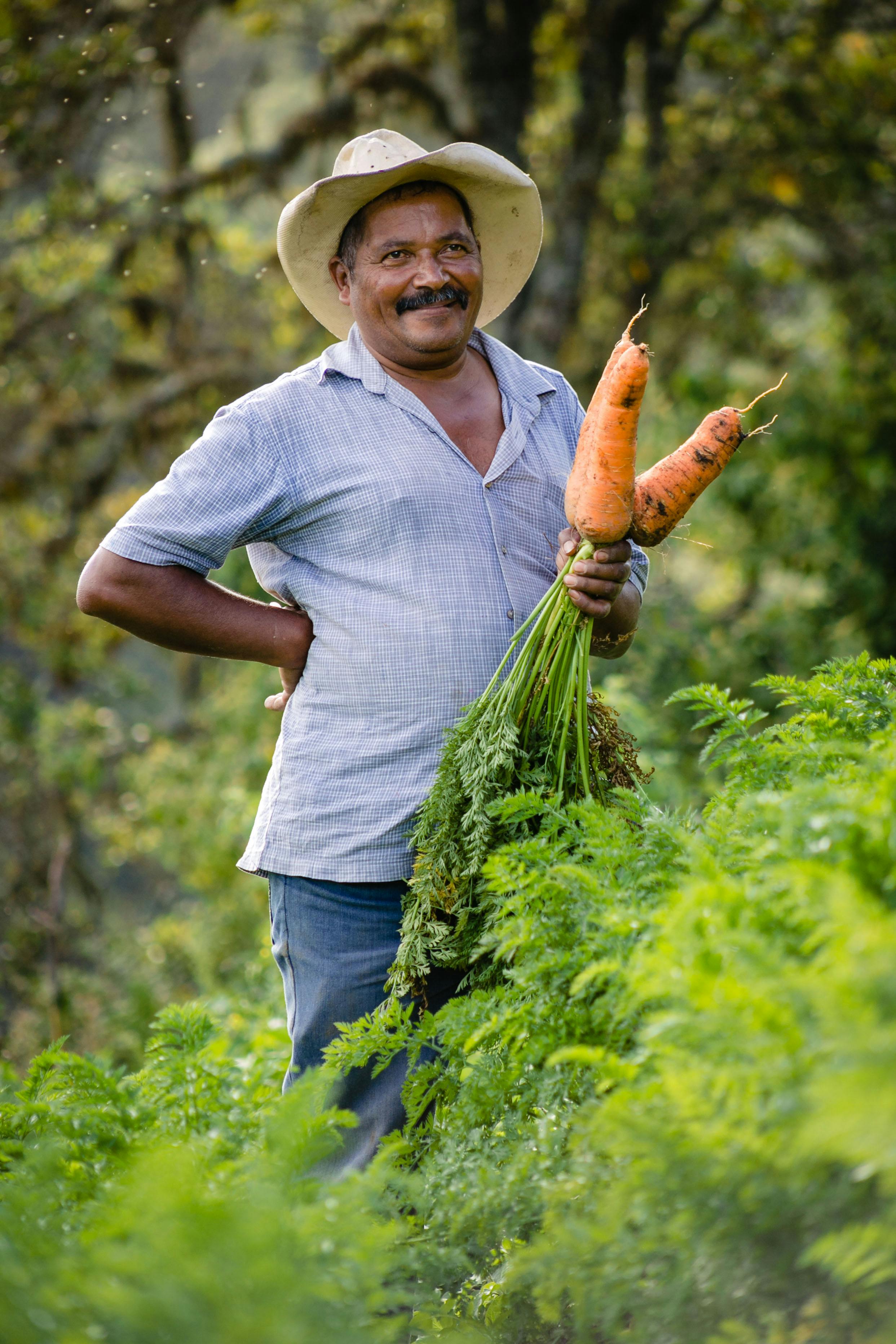 A portrait of a smiling farmer in a light blue shirt and a beige cowboy hat. He stands in a lush green field, proudly holding a large bunch of freshly harvested carrots with their green tops still attached.