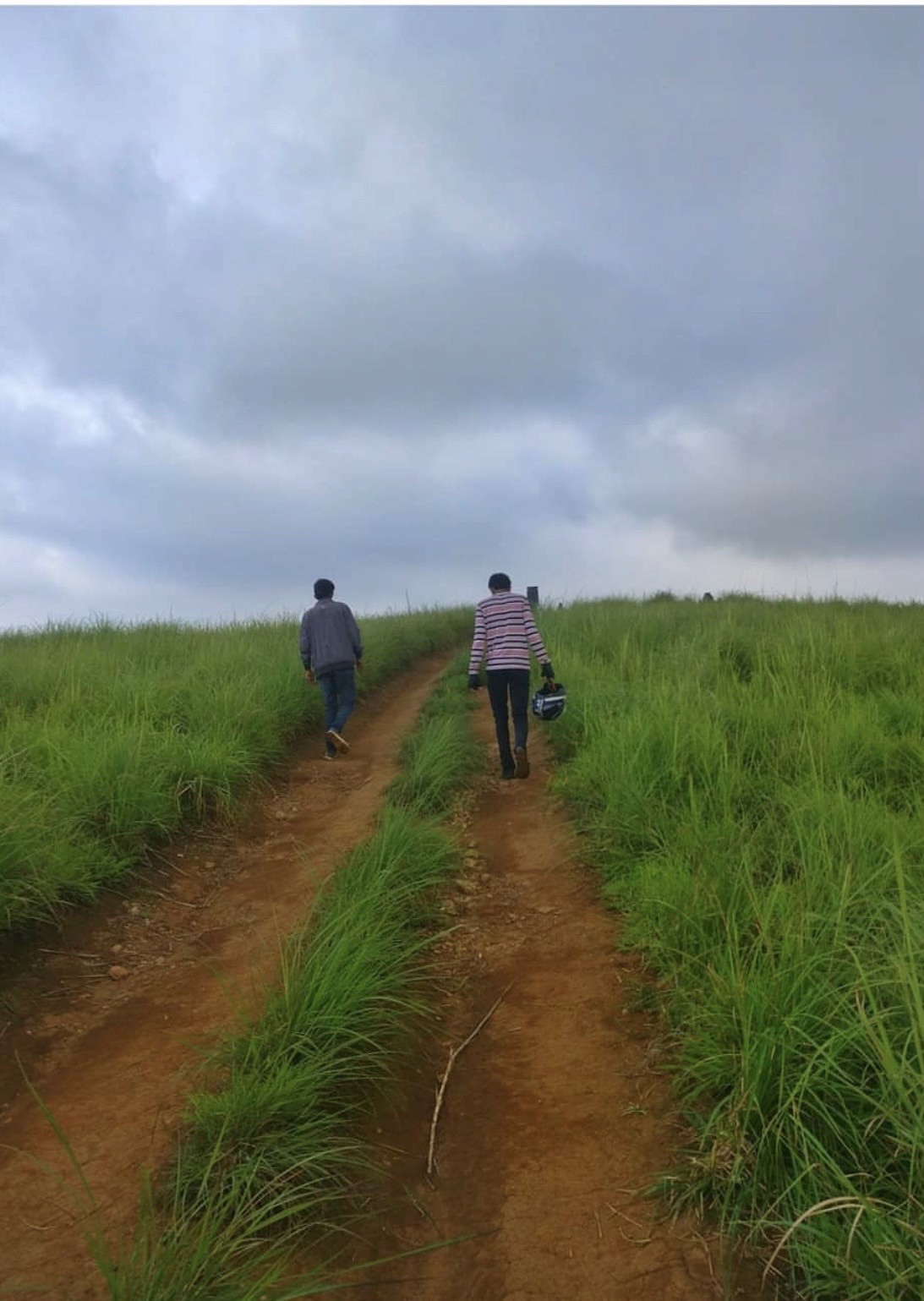 Vintage Car Under Palm Trees