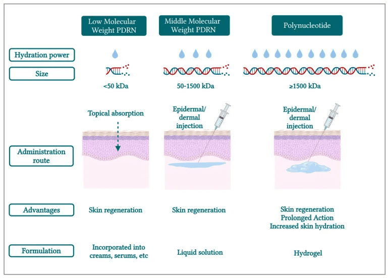 How Salmon PDRN Works: A Regenerative Skincare Breakthrough