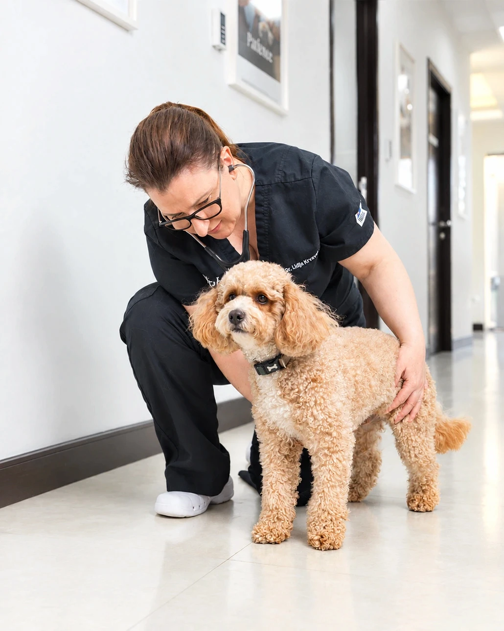 Dr Lidija Krvavac is crouching beside an apricot poodle in a clinic hallway before a PCR wellness test.