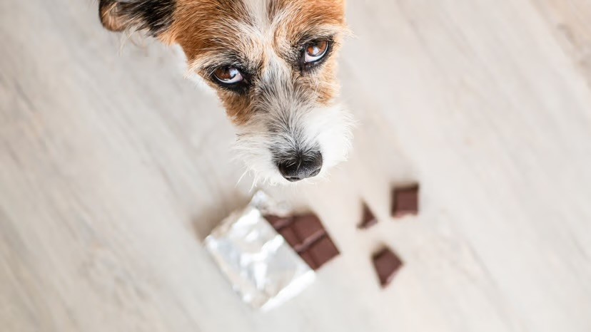 A Jack Russell Terrier looks up guiltily from a unwrapped chocolate bar with scattered pieces on the floor, shot from above.