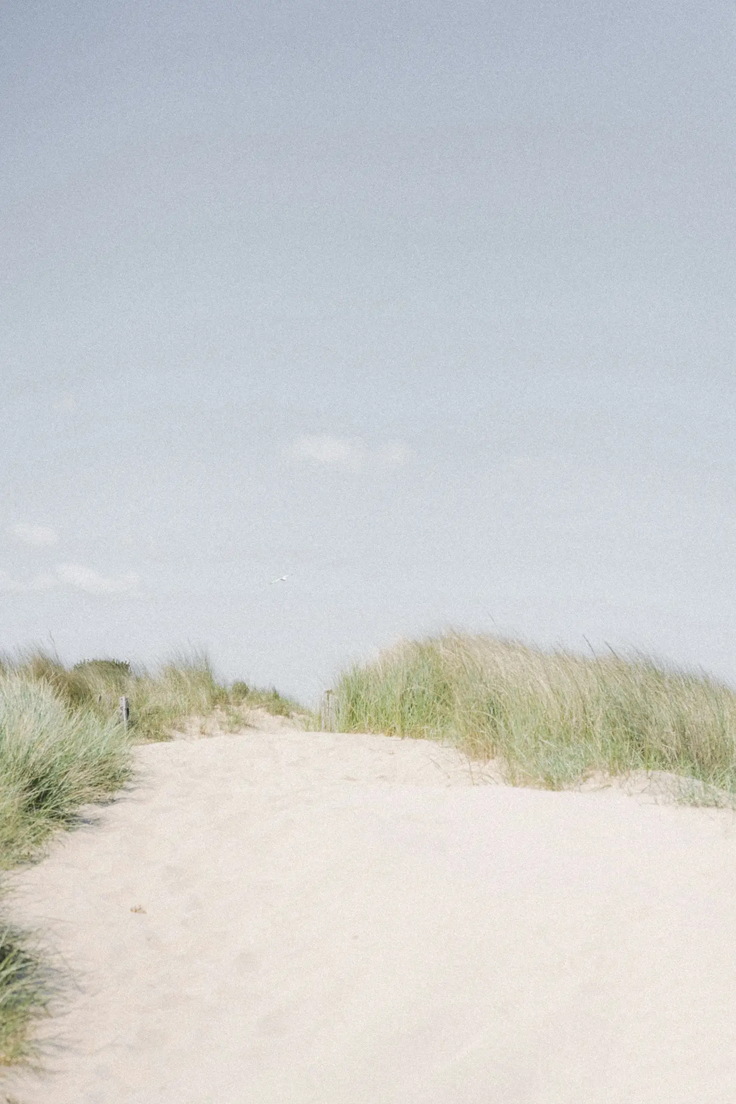 A sandy Hamptons beach with native grass and a blue sky