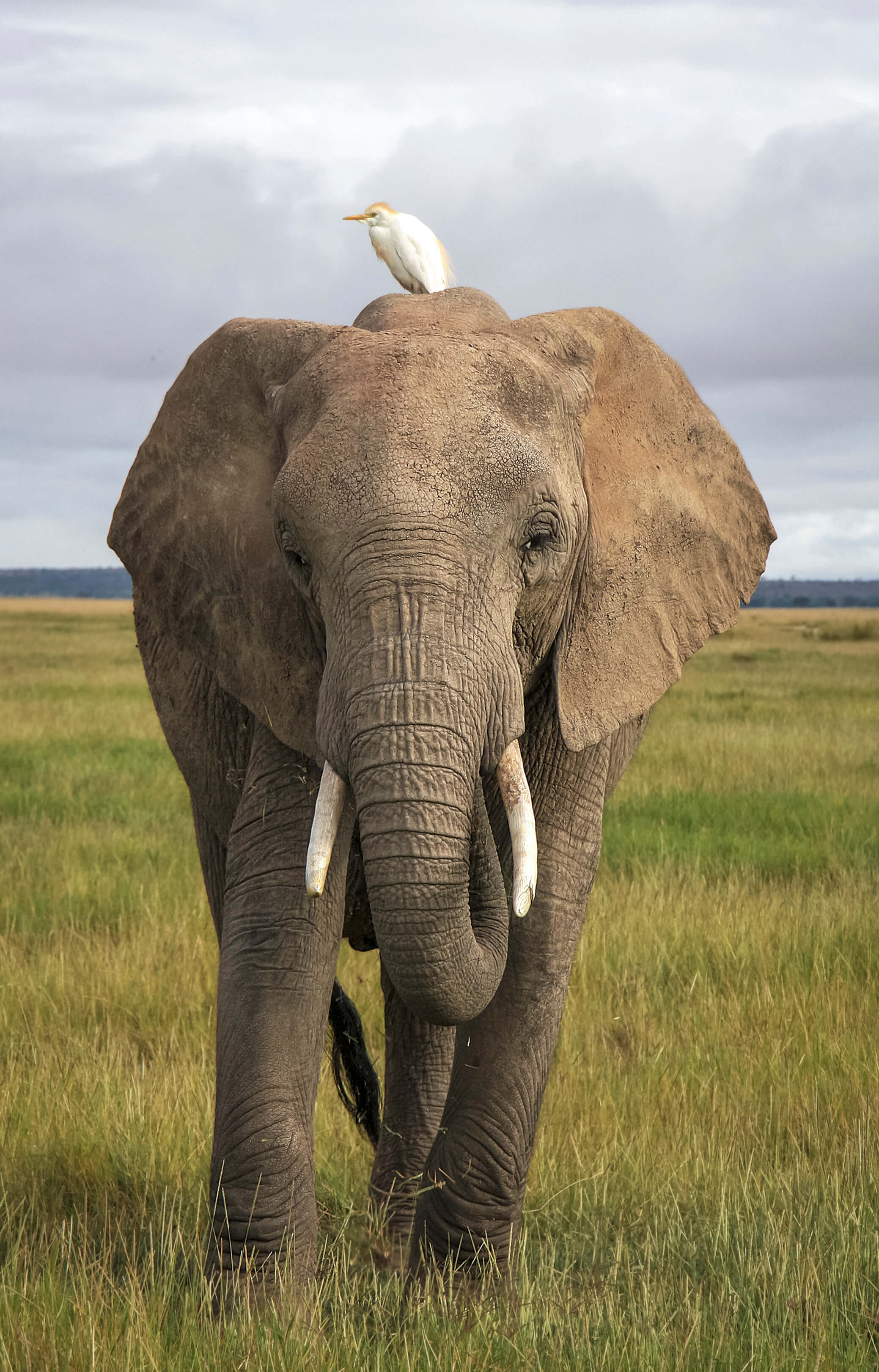 A colorful elephant