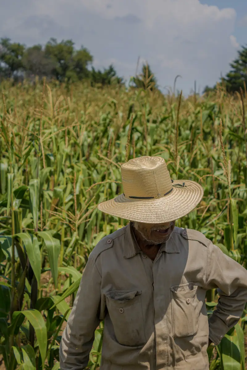 Agricultor con sombrero trabajando entre cultivos