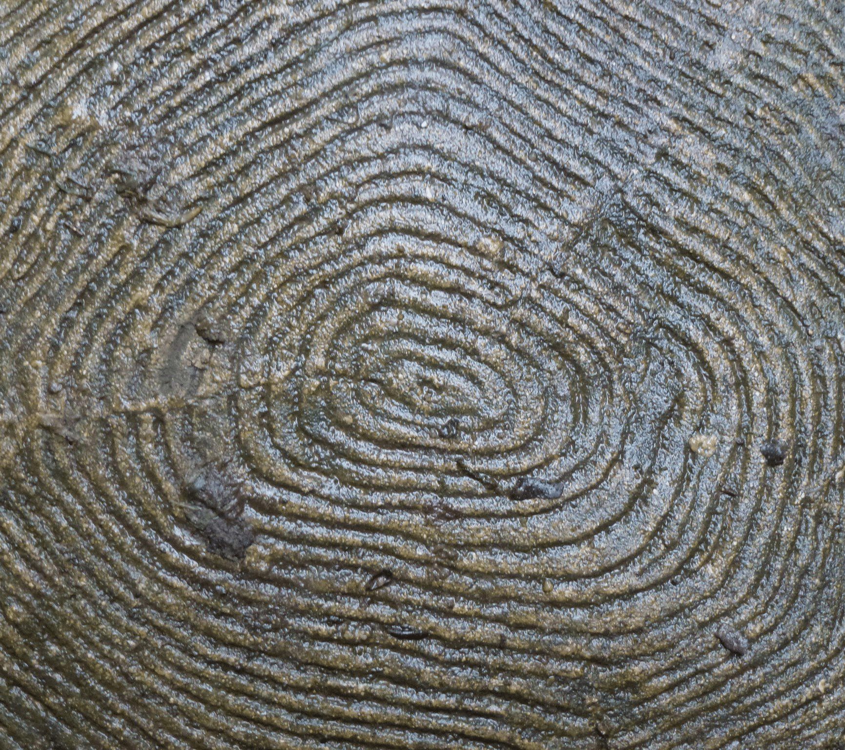 a black and white cat laying on top of a white wall