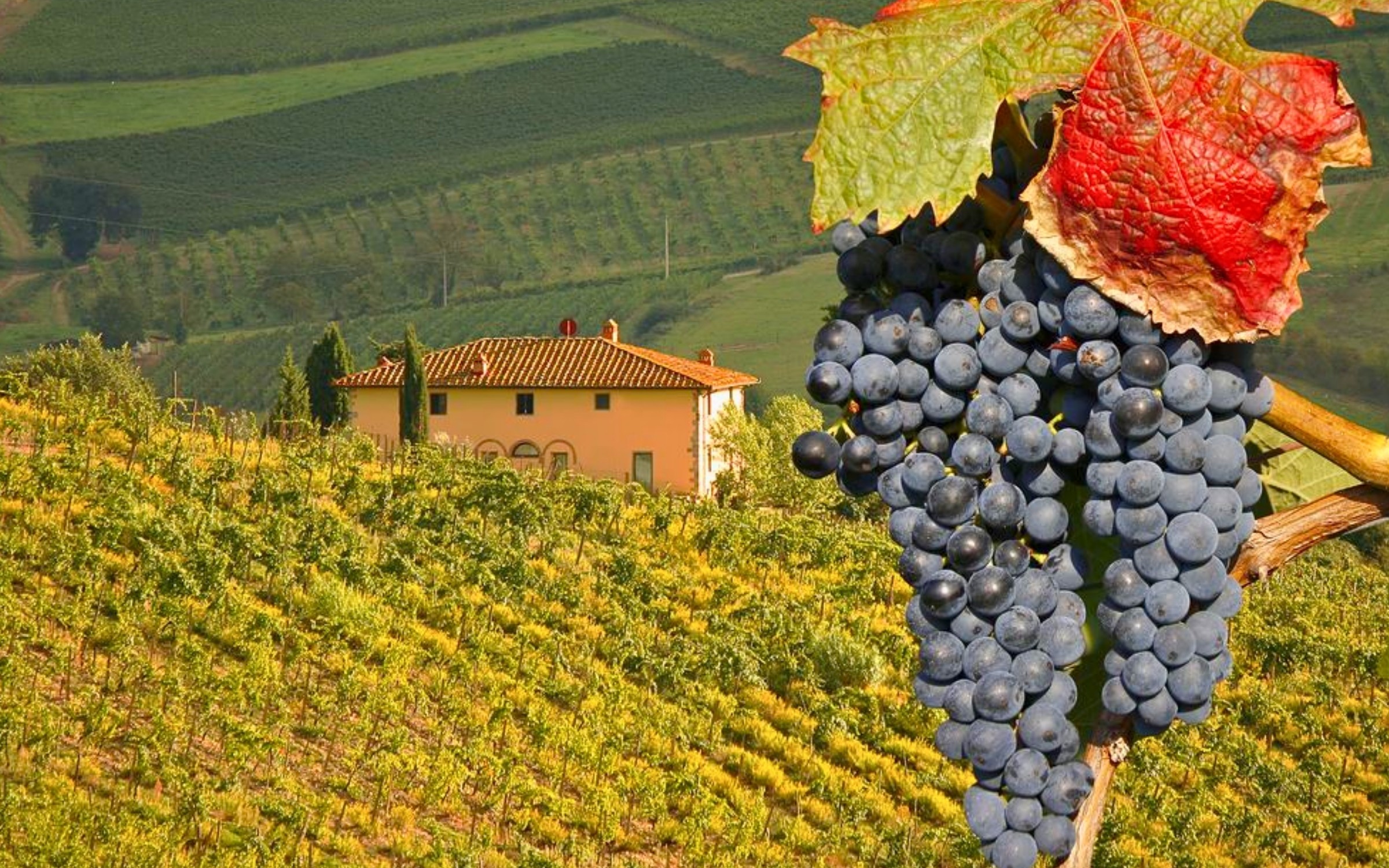 Cykelsemester i Moseldalen – på egen hand