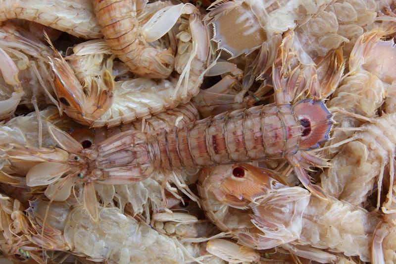Canocchia