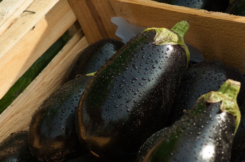 Melanzana ovale nera