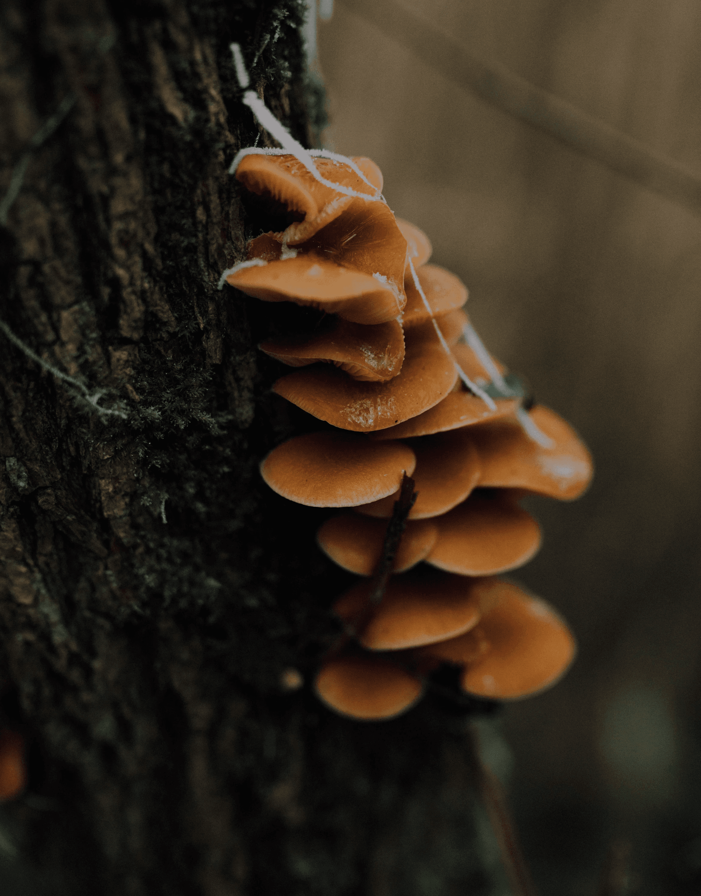 Brown Mushrooms on Tree Trunk