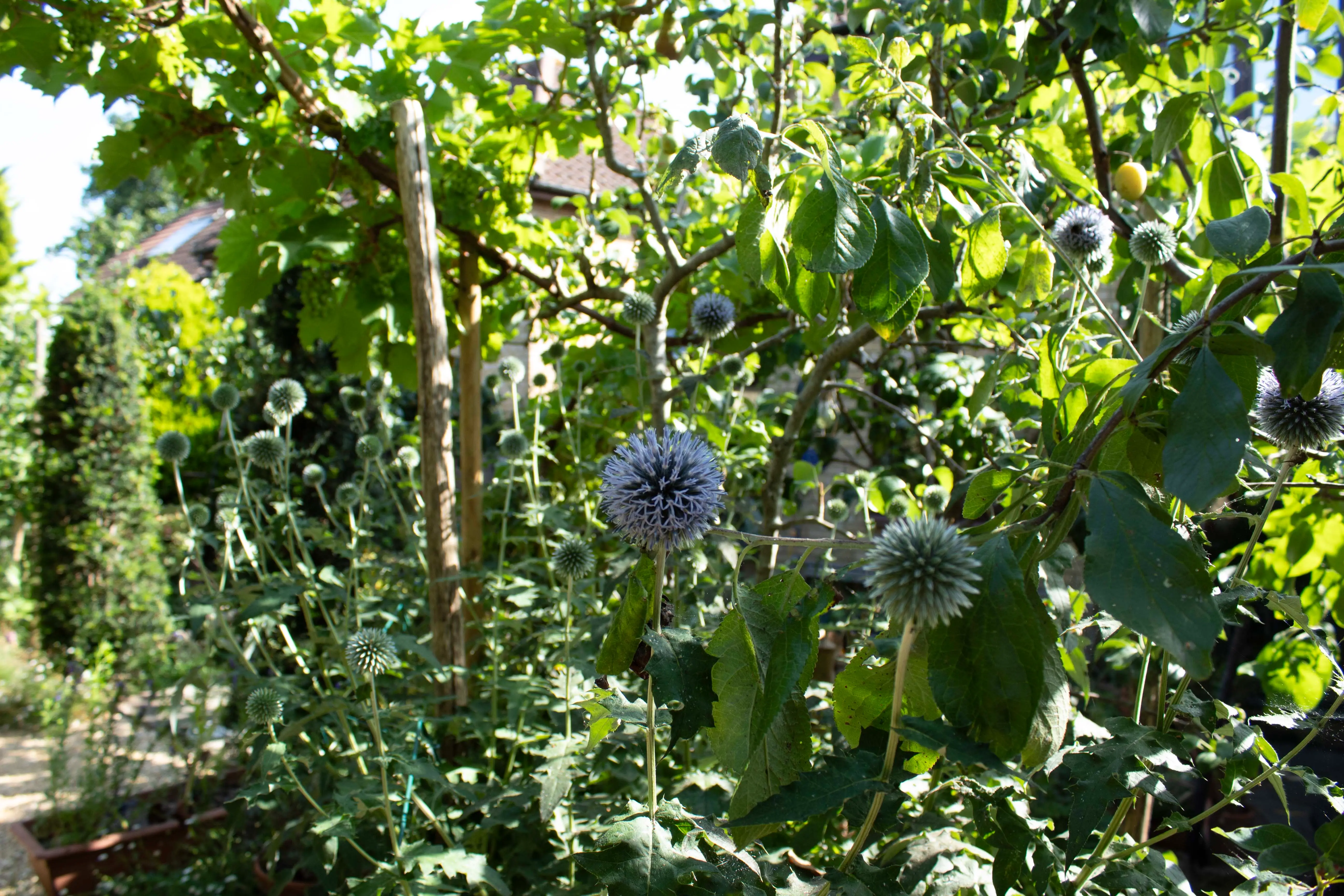 A lush garden filled with green plants, including large leaves and a hint of purple flowers peeking through.