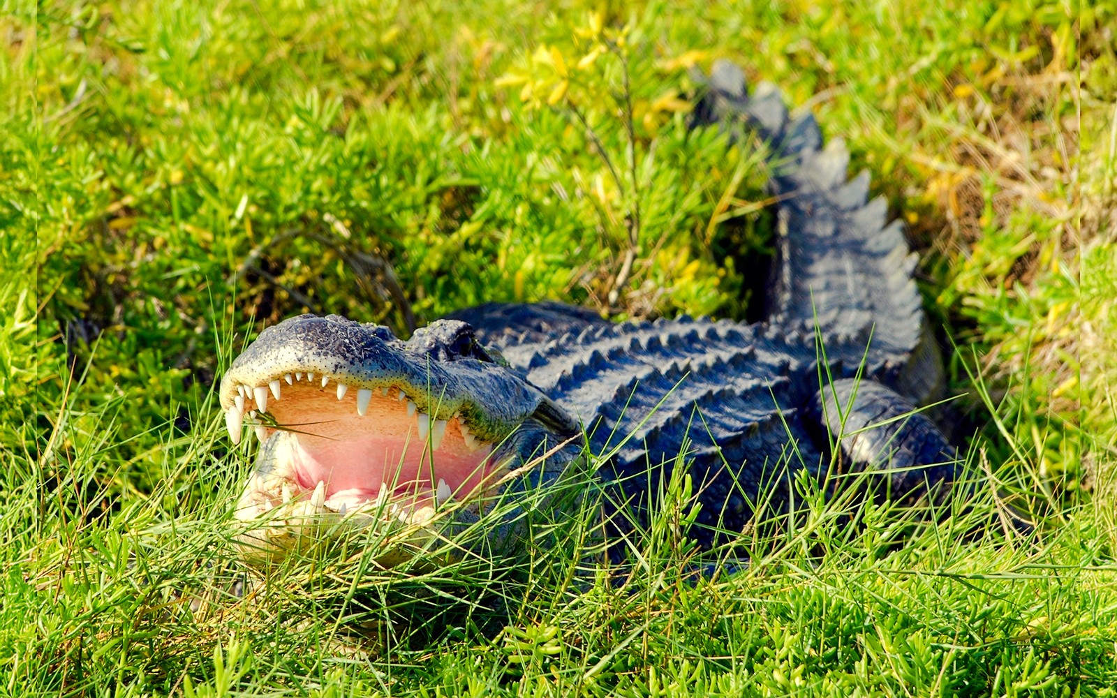 Florida'da, hava botu turu sırasında Everglades'de yüzen bir timsah.