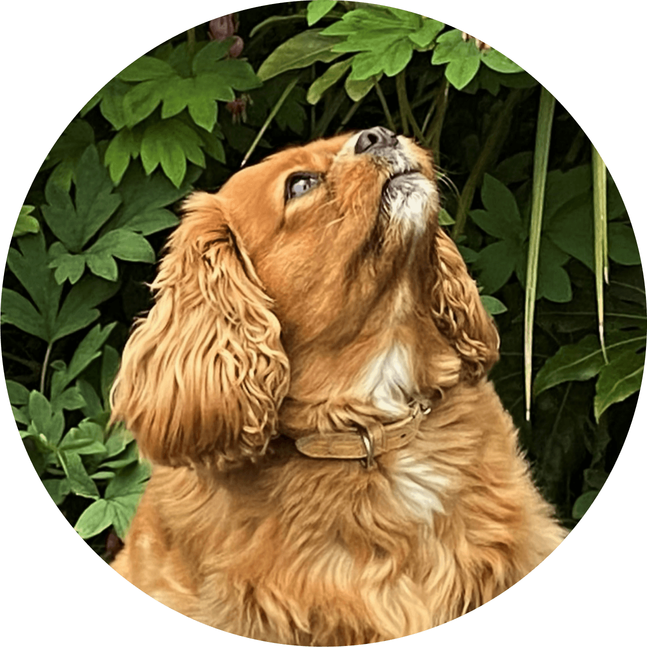 Our dog - Lily