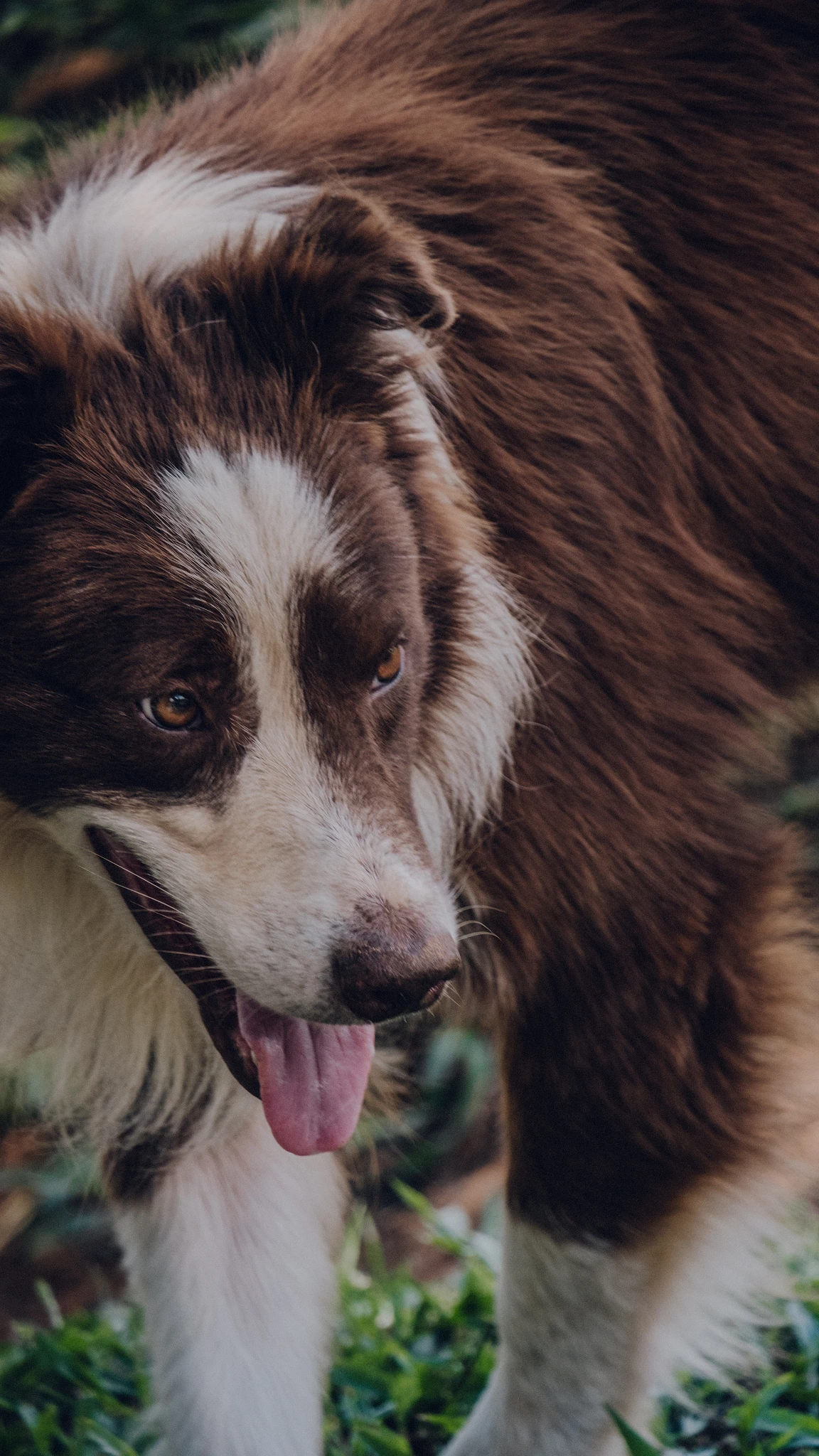 Brown and white Border Collie in the Mantiqueira Mountains