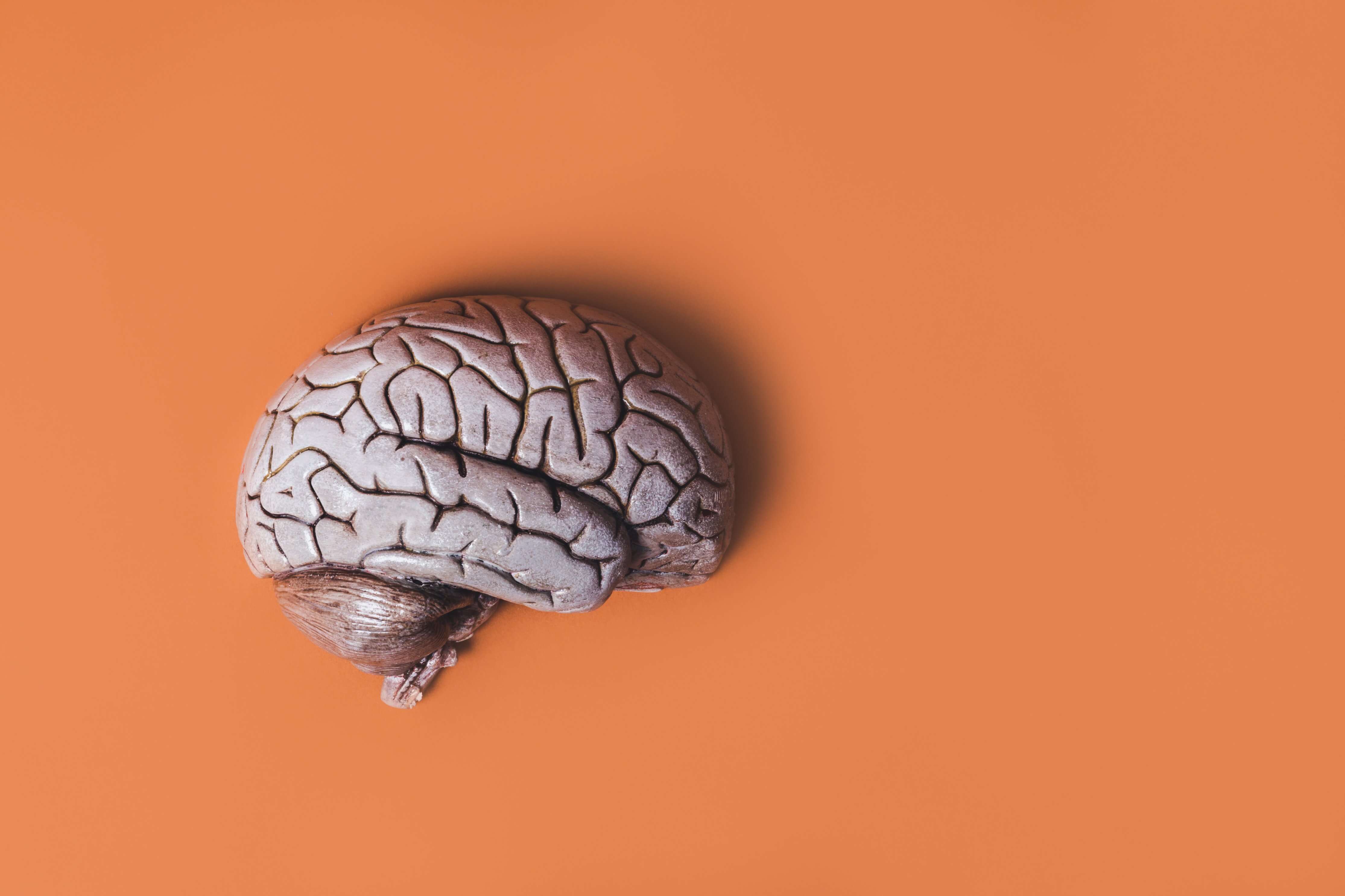 An image of a brain on an orange background