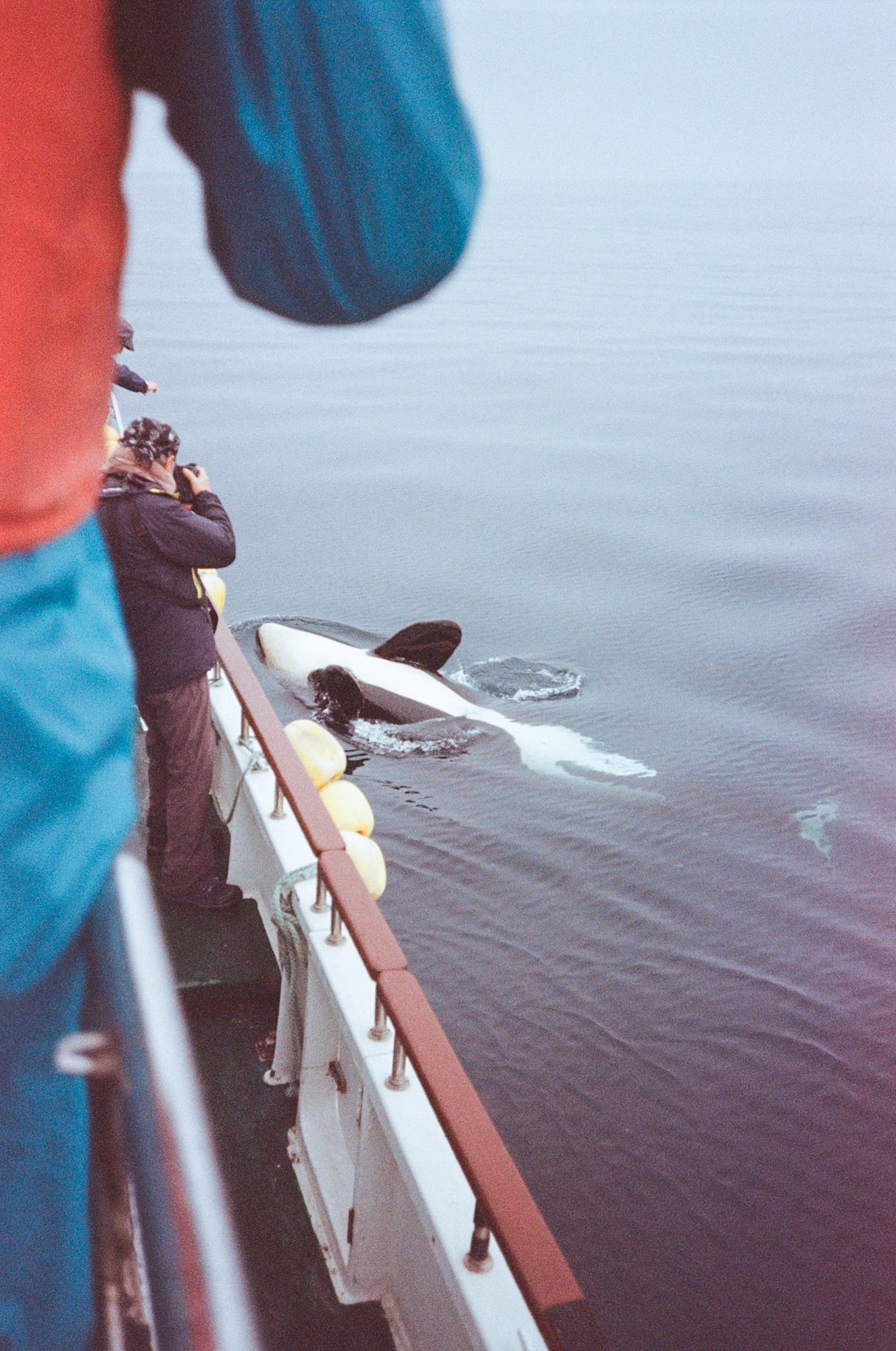 Analog photo of orcas swimming in the ocean in Hokkaido.