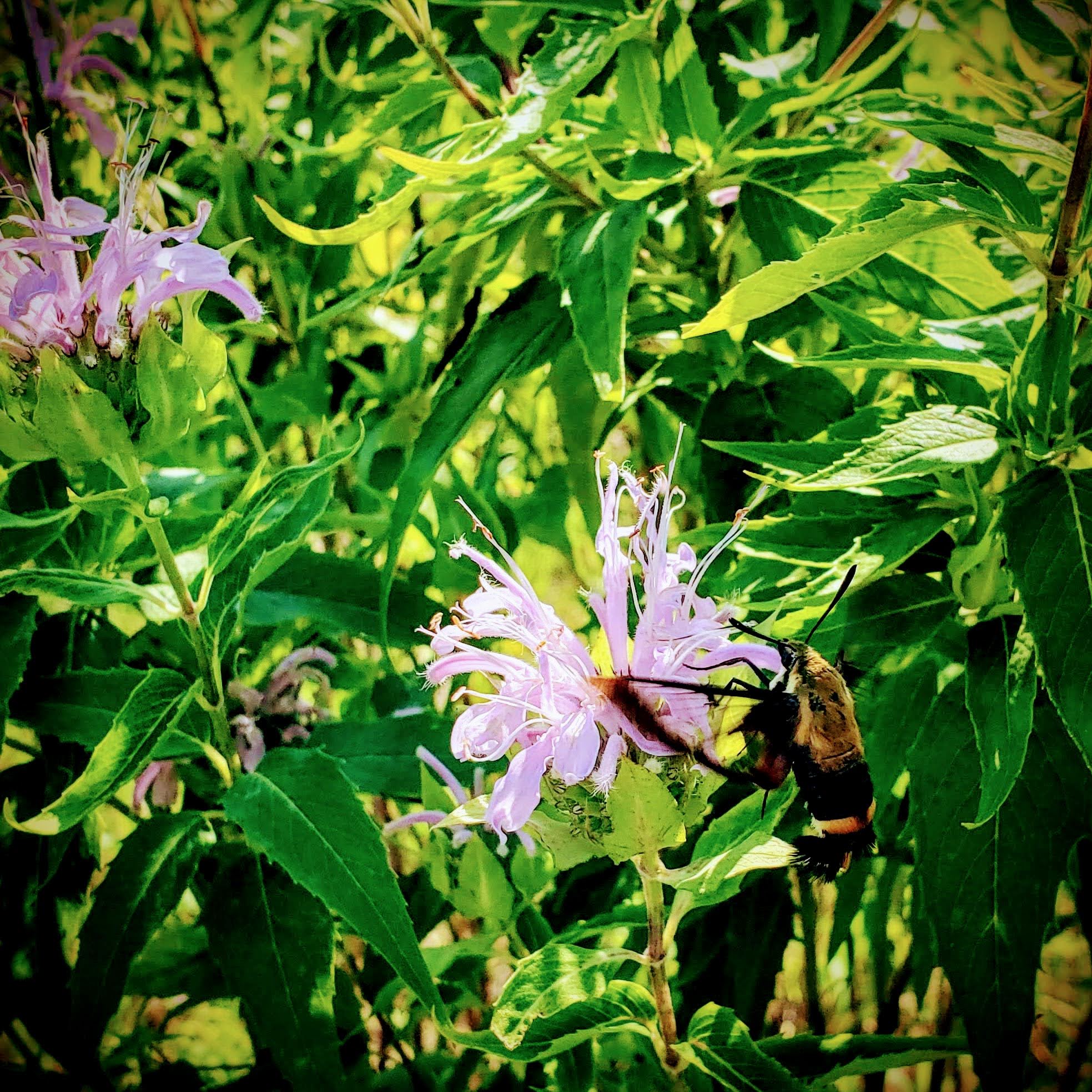 Hummingbird moth with bee balm blossom