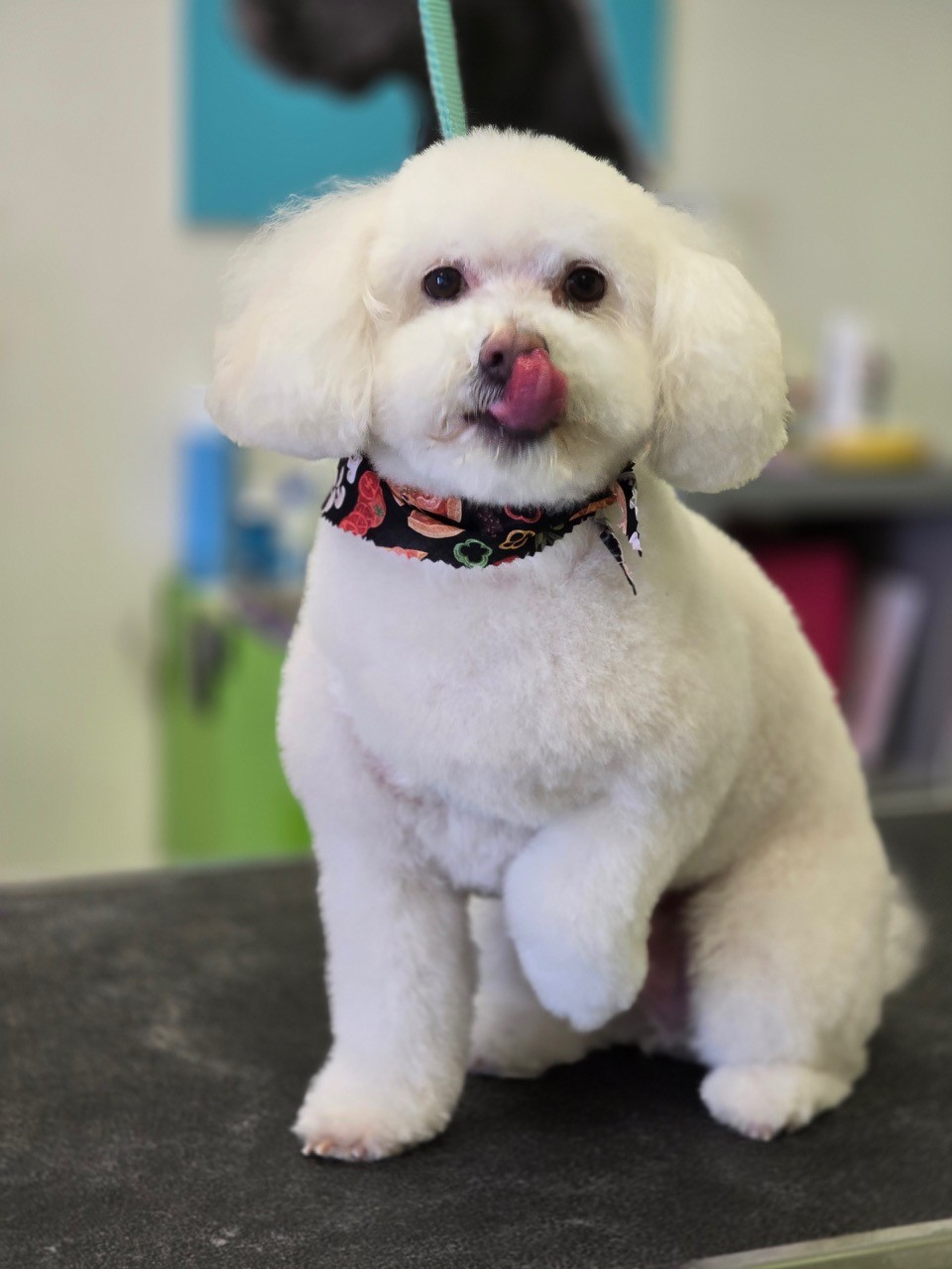 Freshly groomed dog
