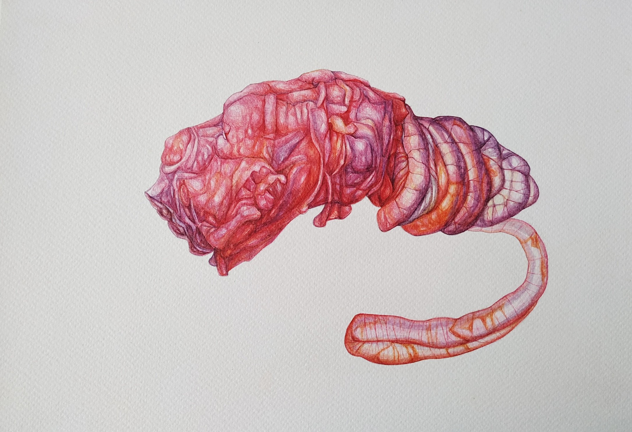 herd of sheep on road painting