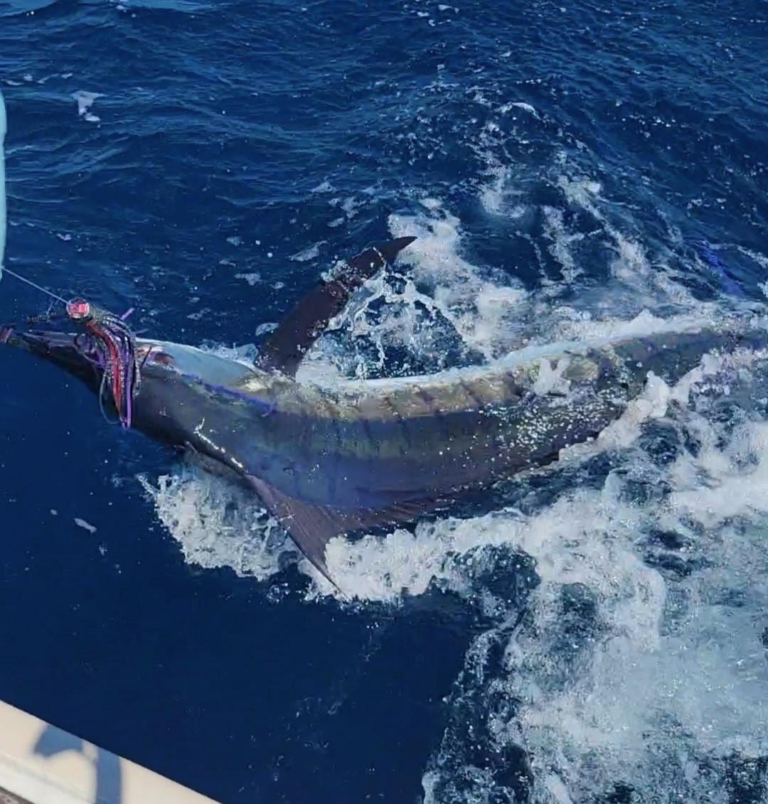 Large Time Fishing Charters Blue Marlin