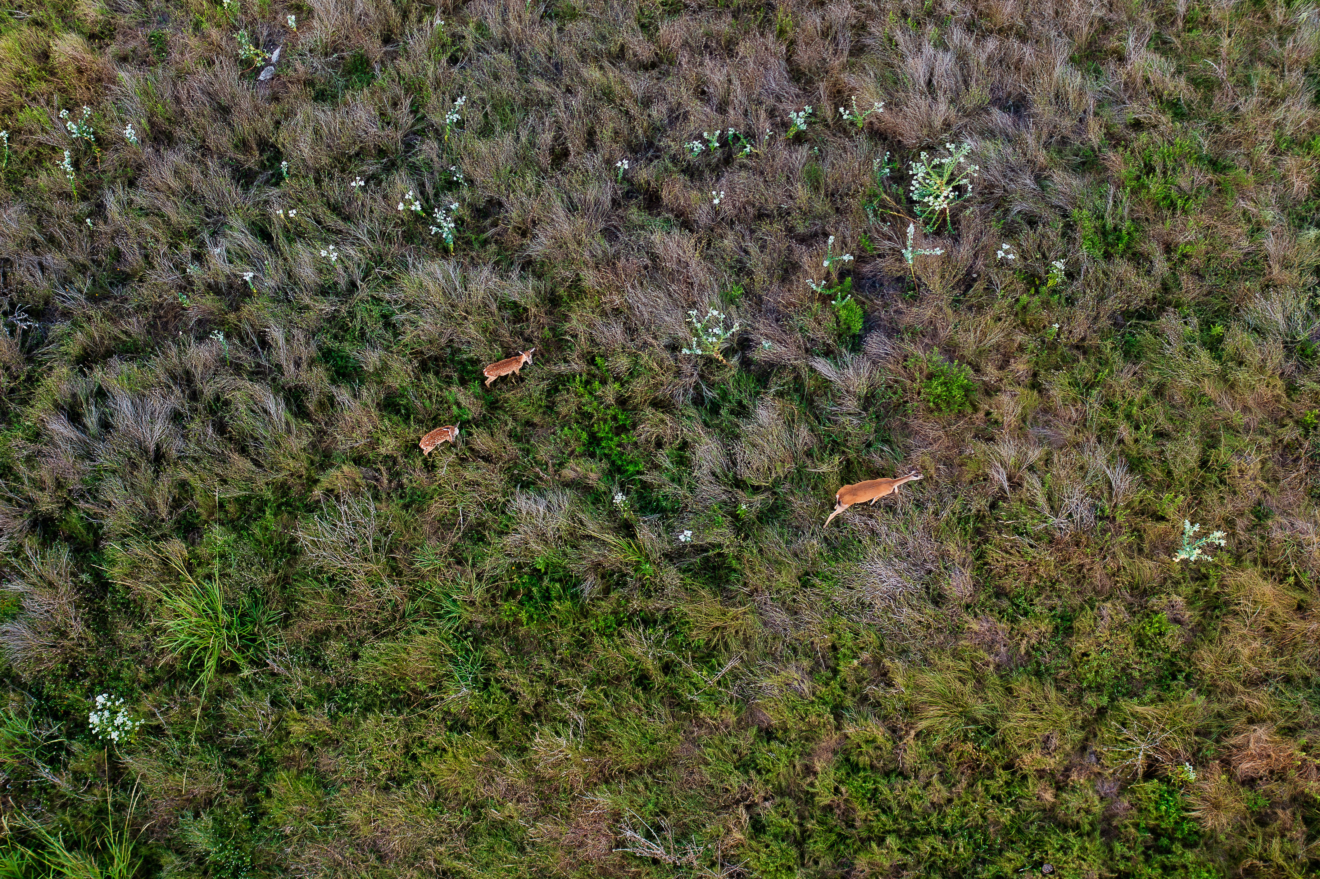 Drone Deer Wildlife Recovery