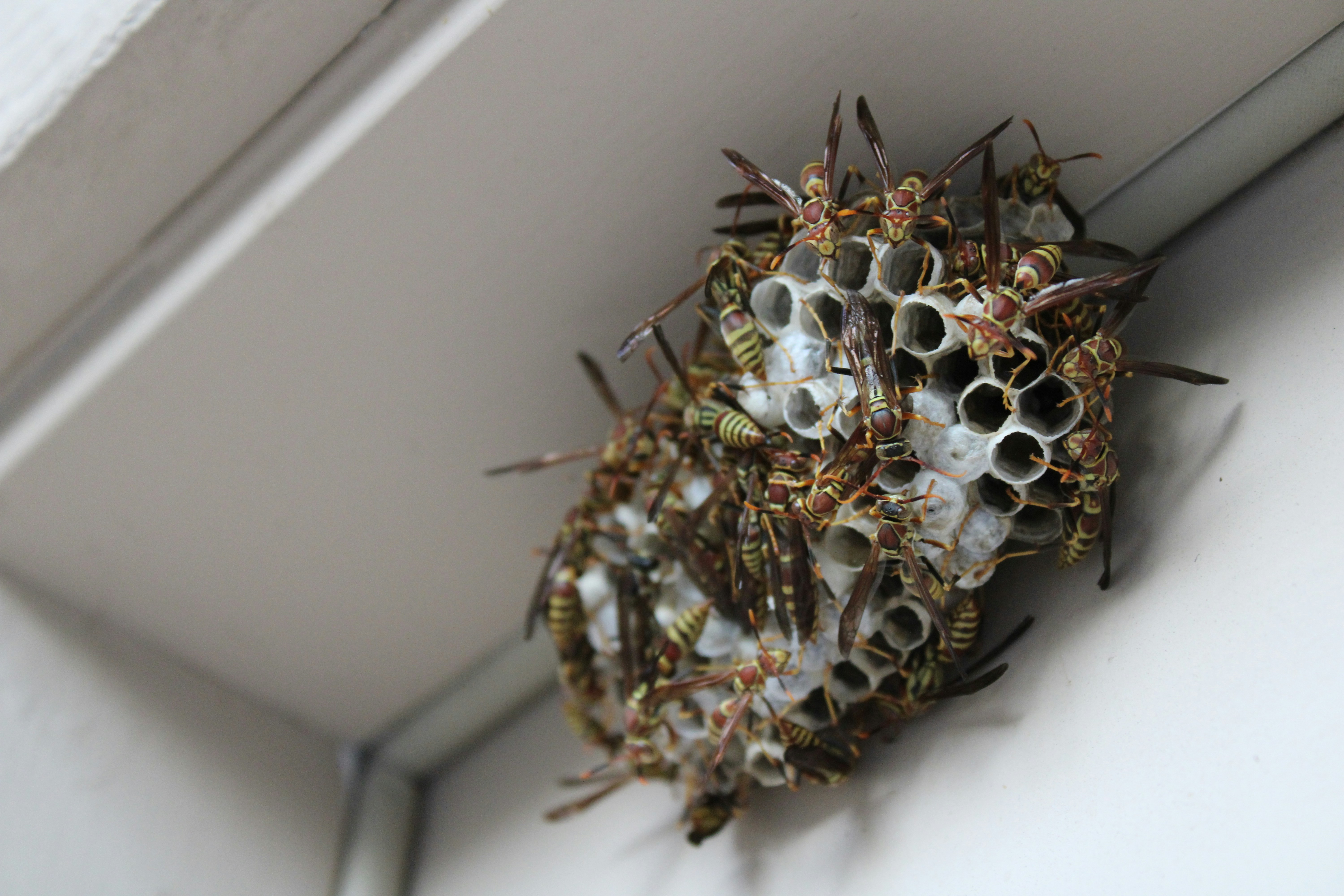 Wasp nest removal service, Central Coast NSW