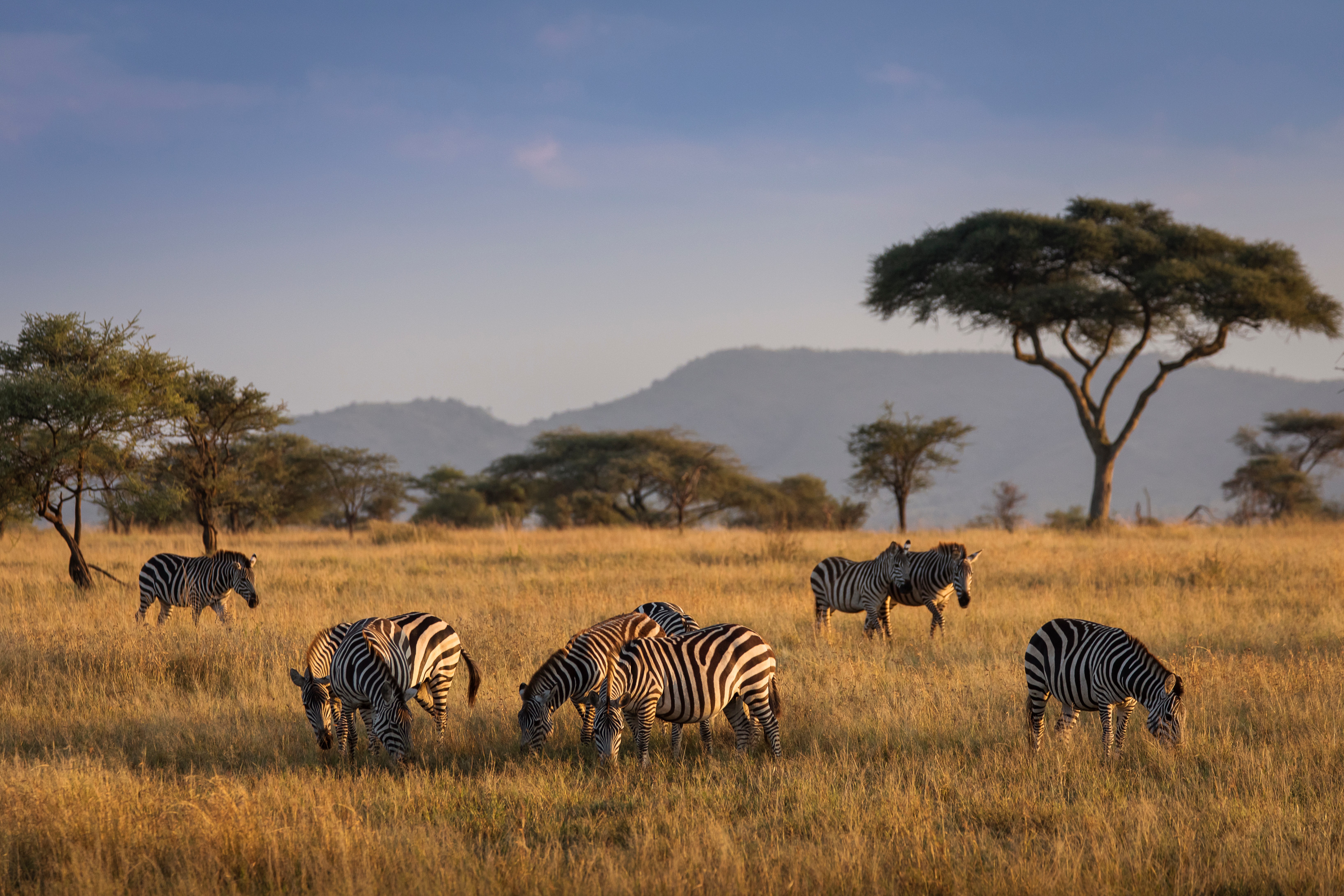 Safari journey