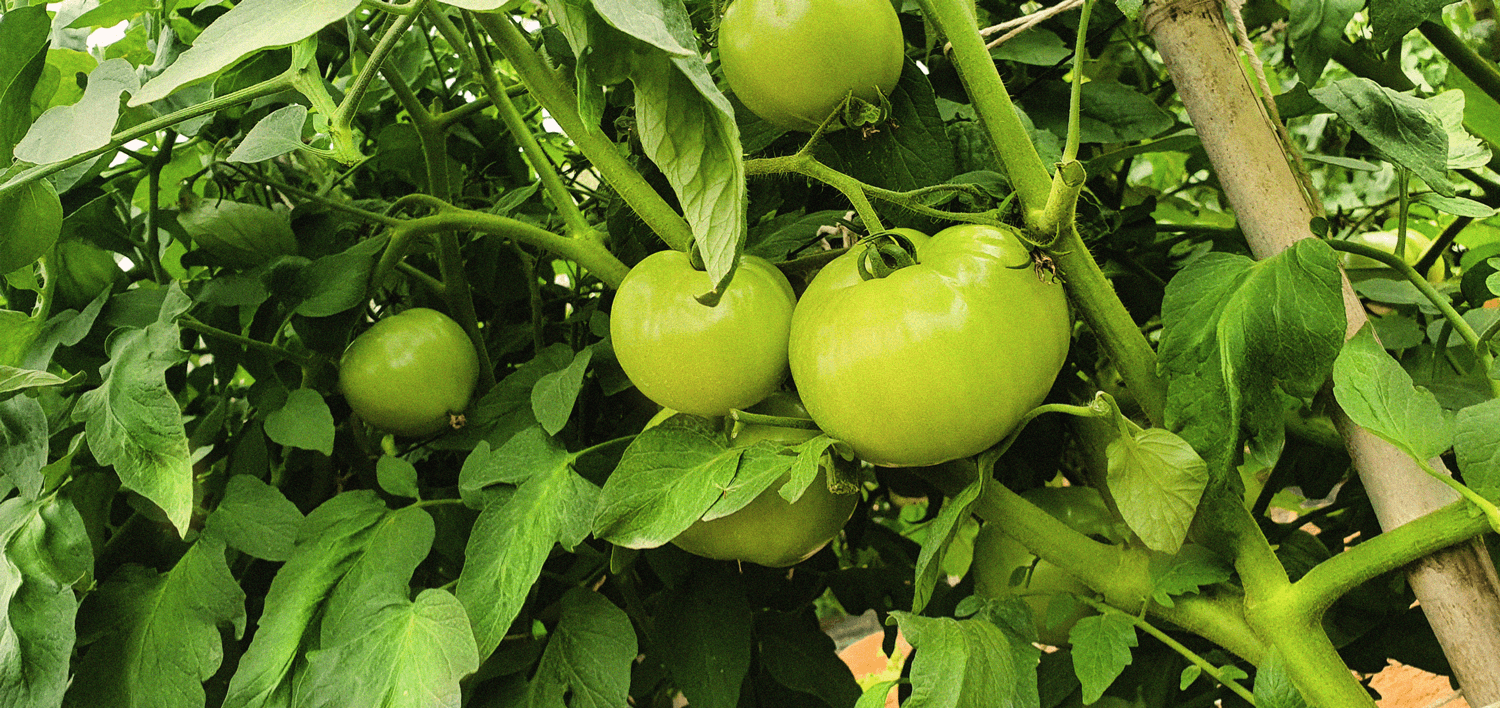 macadaima nuts