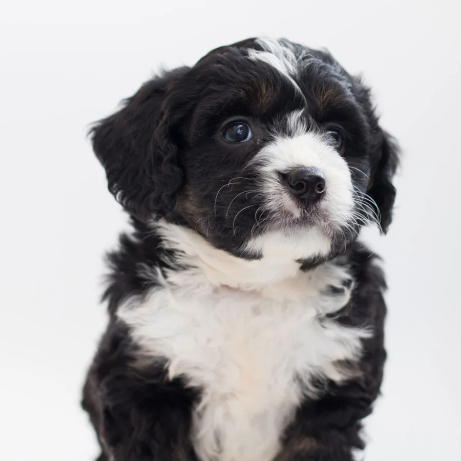 Pip, a black and white puppy
