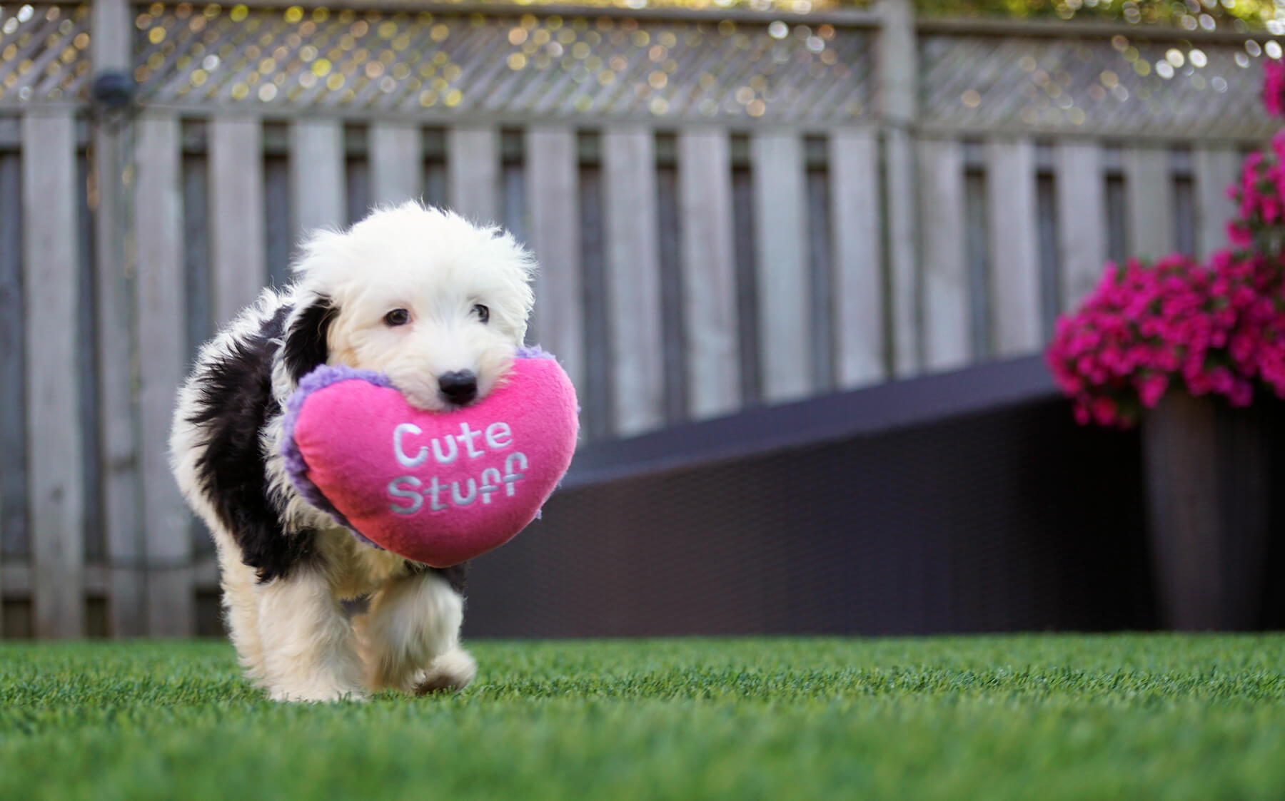 A fluffy black and white dog approaches the camera, proudly holding a pink heart-shaped pillow labeled "cute stuff" in its mouth.