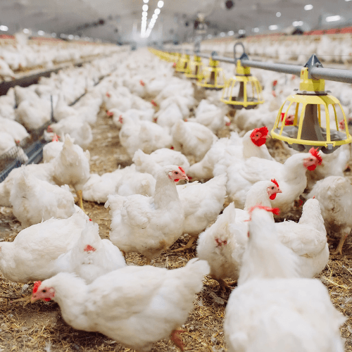 barn raised chickens