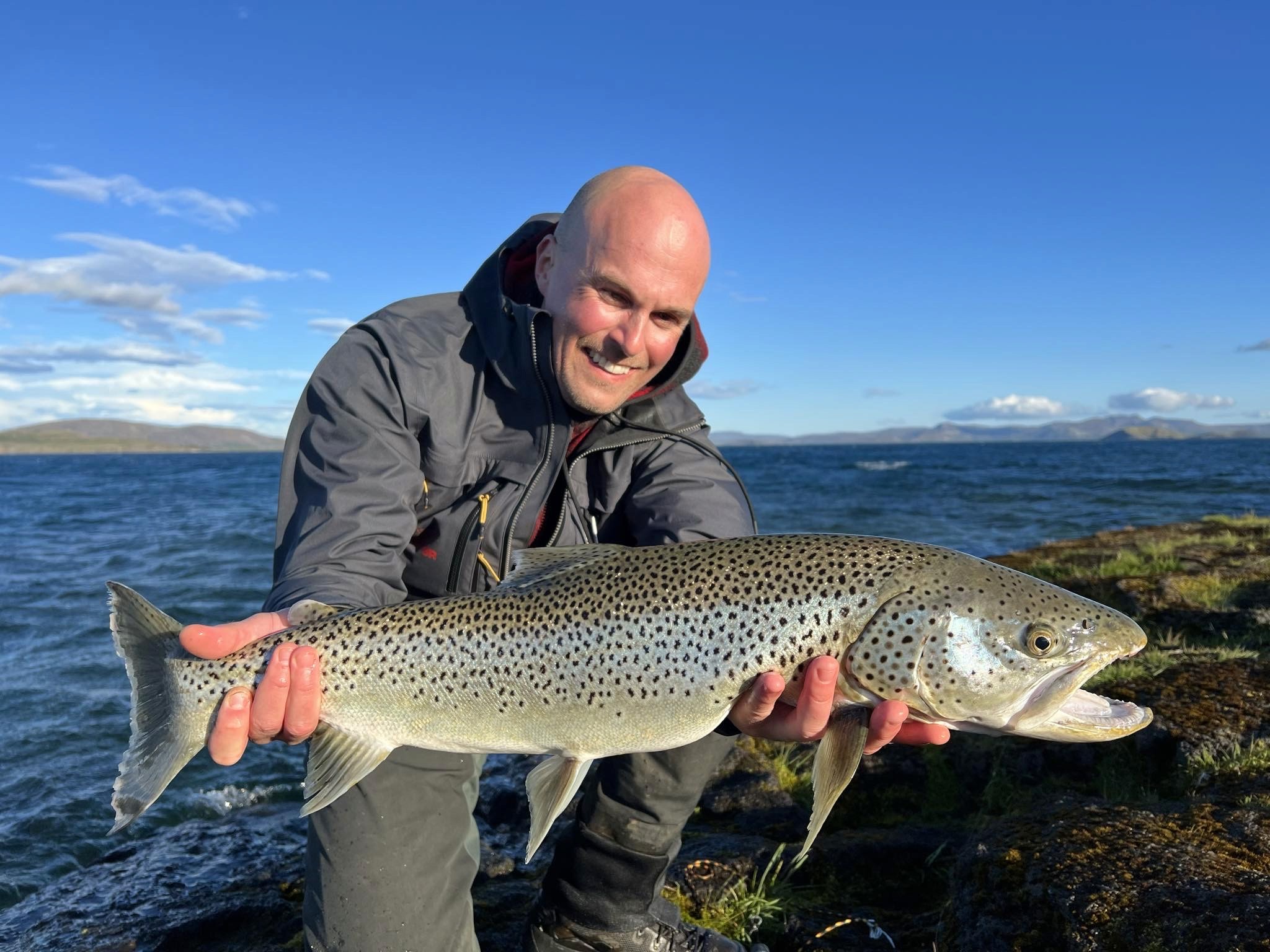 Island, Brown Trout, Arctic char, fjeldørred