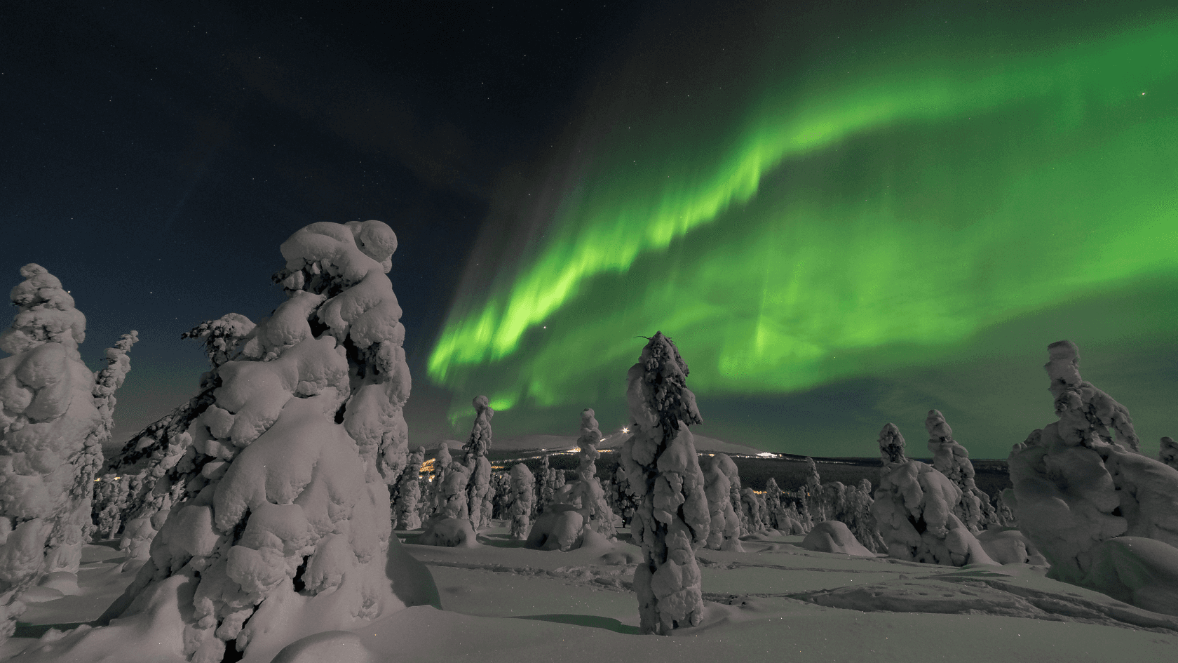 The Northern Ligths above a snowy forest