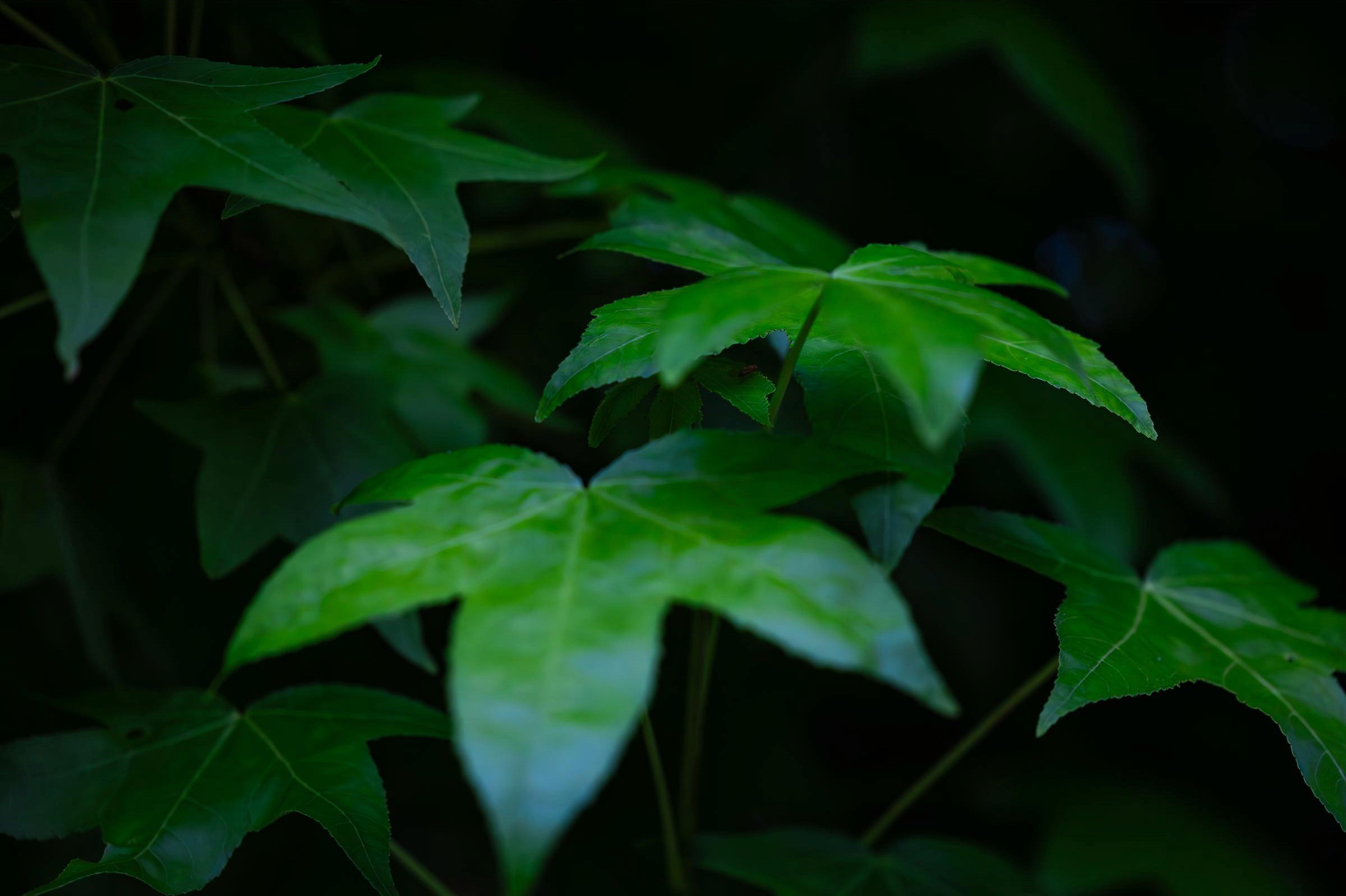 American Sweetgum