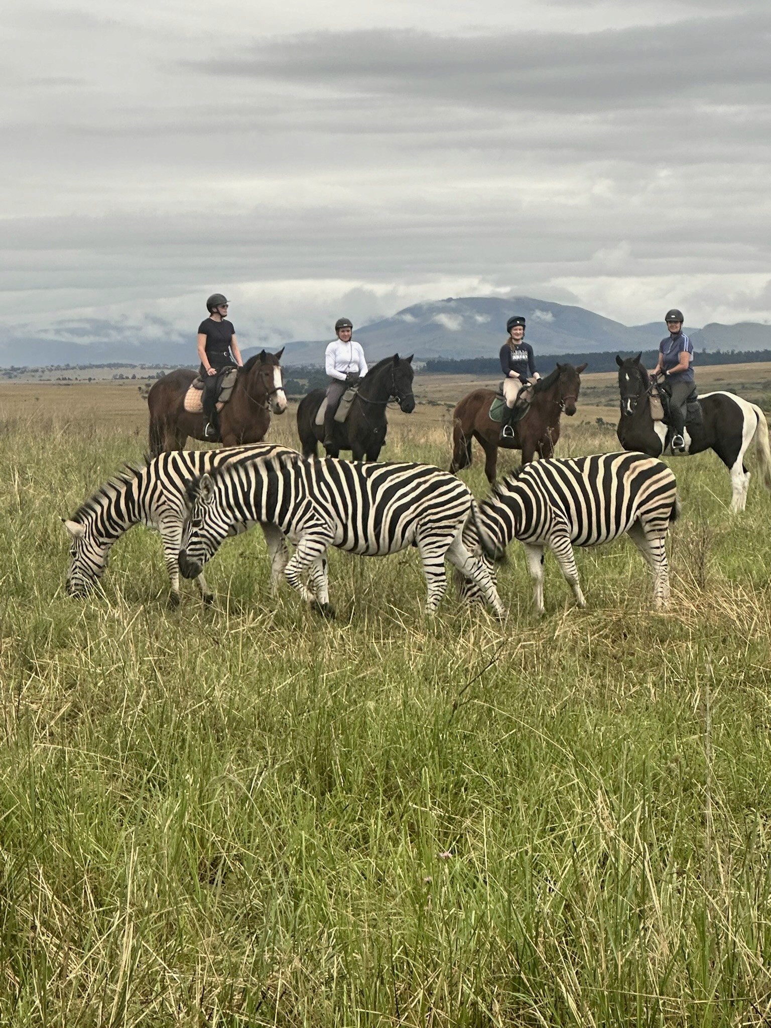 Kilimanjaro Elephant Ride, Arusha National Park, Tanzania – elefant i högt gräs tittar mot kameran, medan fem ryttare till häst på ridsafari i bakgrunden betraktar elefanten i ett grönt och frodigt landskap.