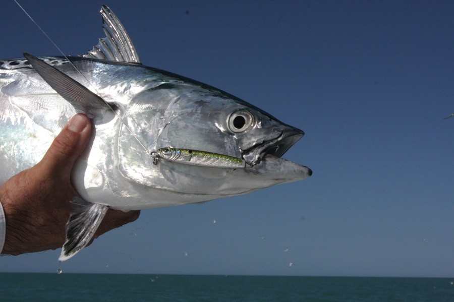 Cape Cod, tun, bonito, striper