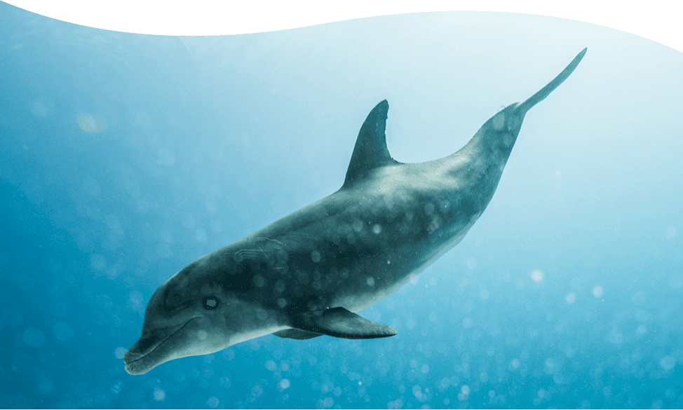 dolphin jumping out of water