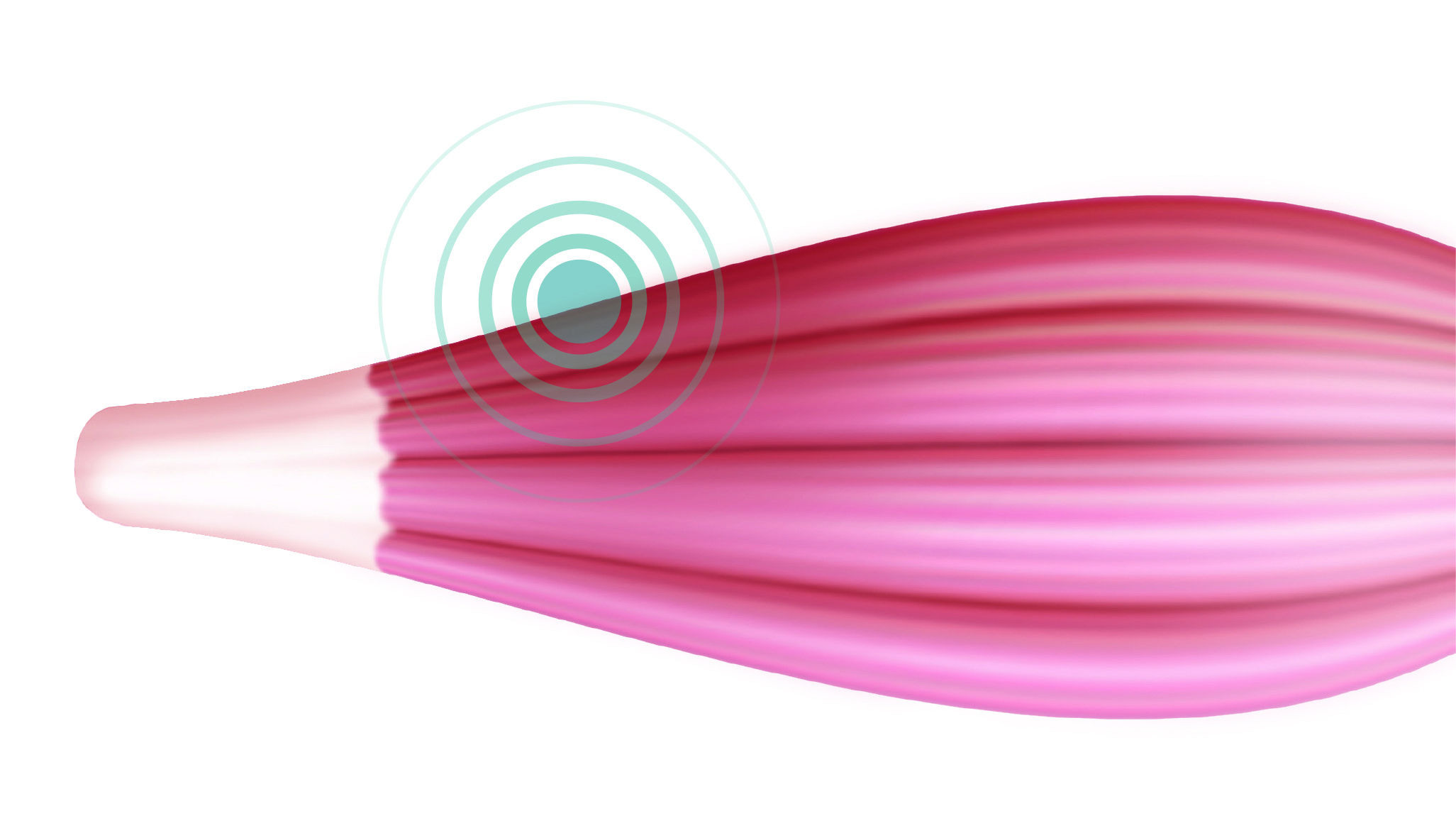 EMS Wellcoform Weihnachtsangebot Banner Bild