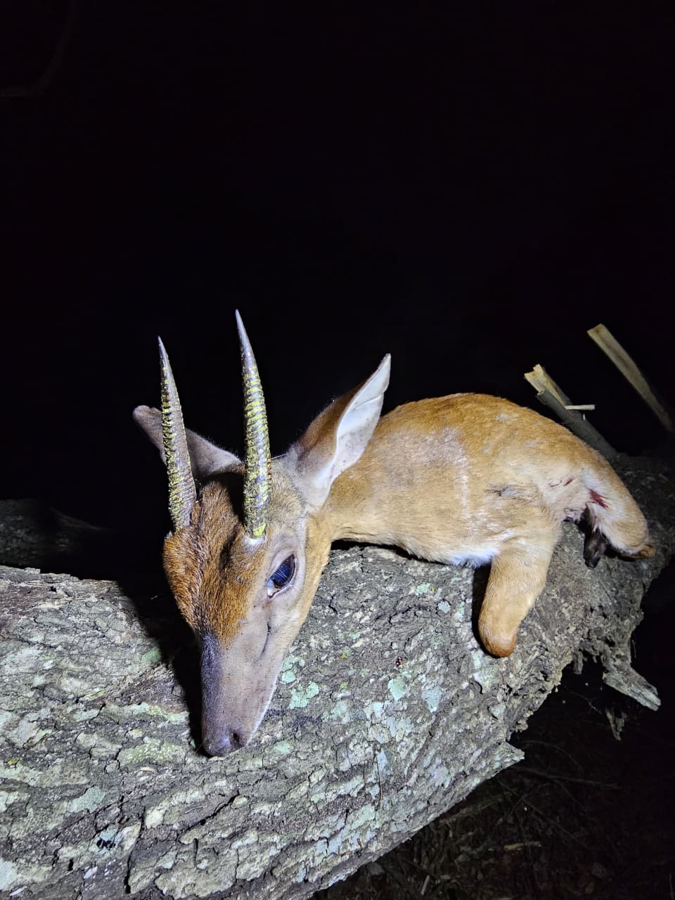 Gilson Hunting Safaris gallery photo 67
