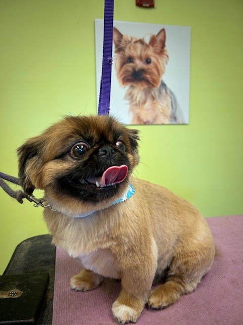 Freshly groomed dog