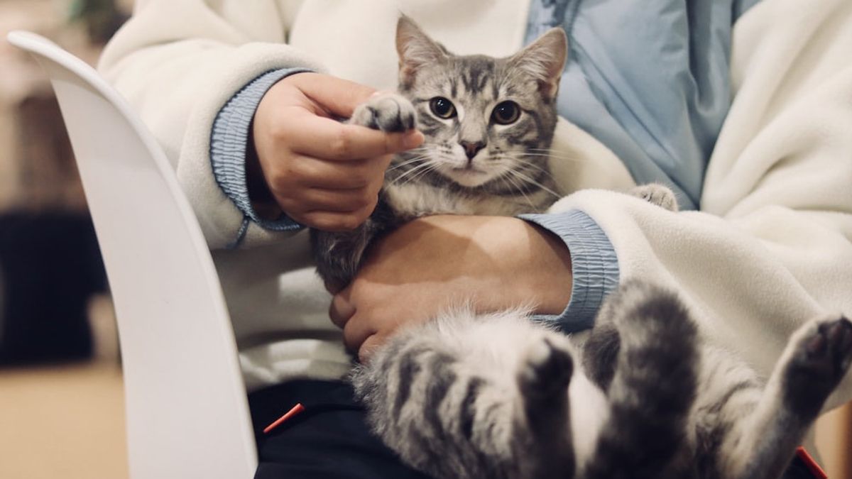 Cat with a vet