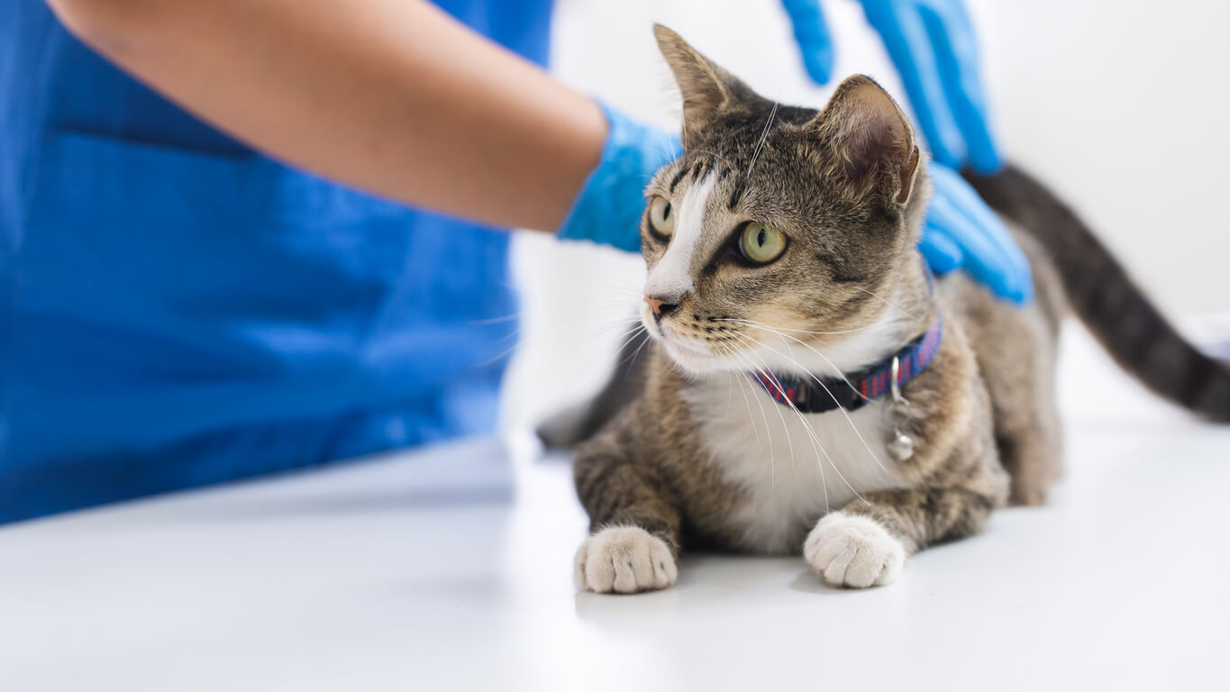 cat being patted by vet