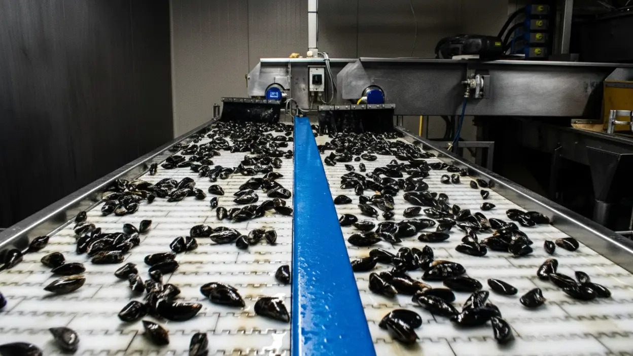 Linea di lavorazione industriale del pesce con sistemi di trasporto e controllo igienico