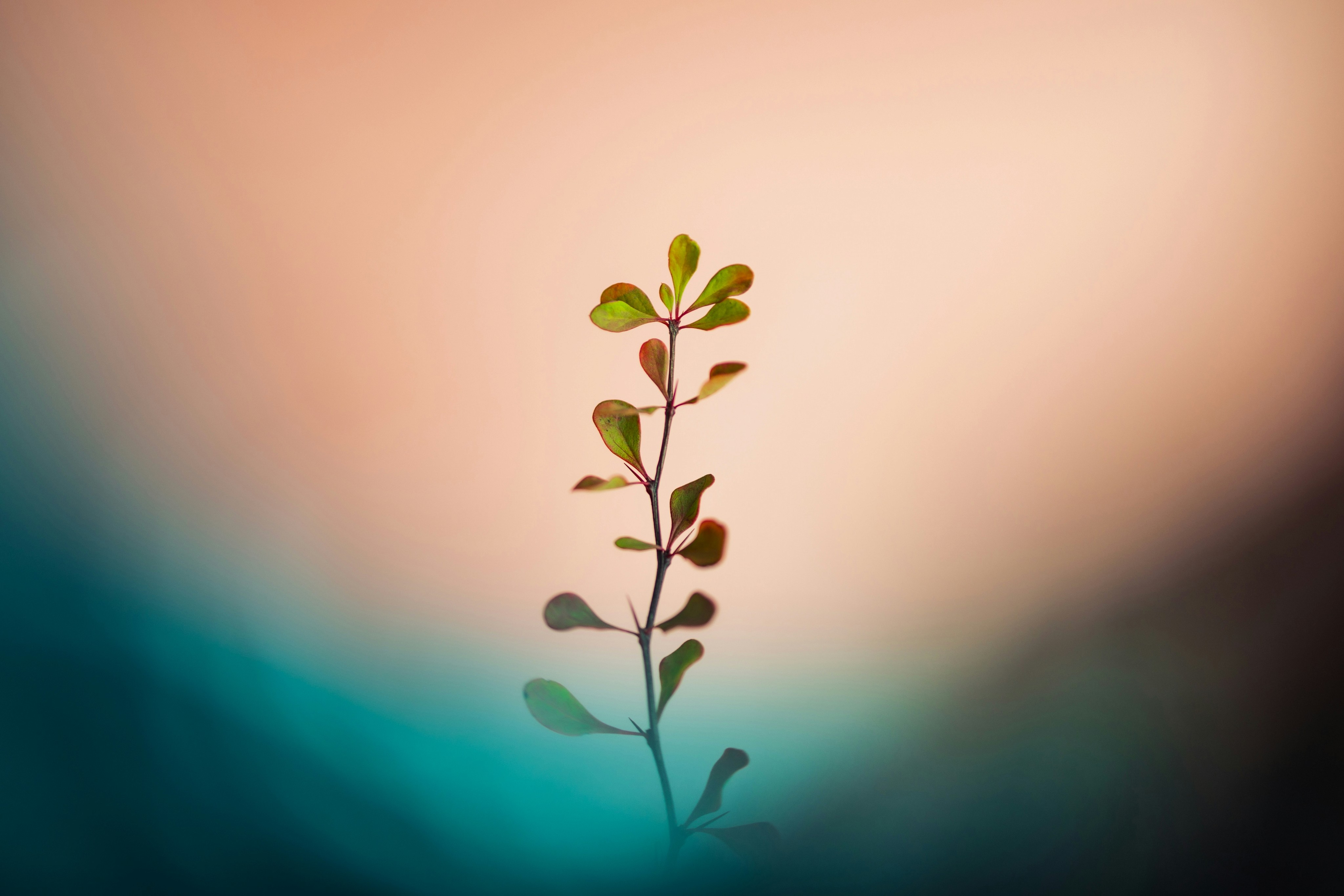 The image featured at the bottom of the about us page