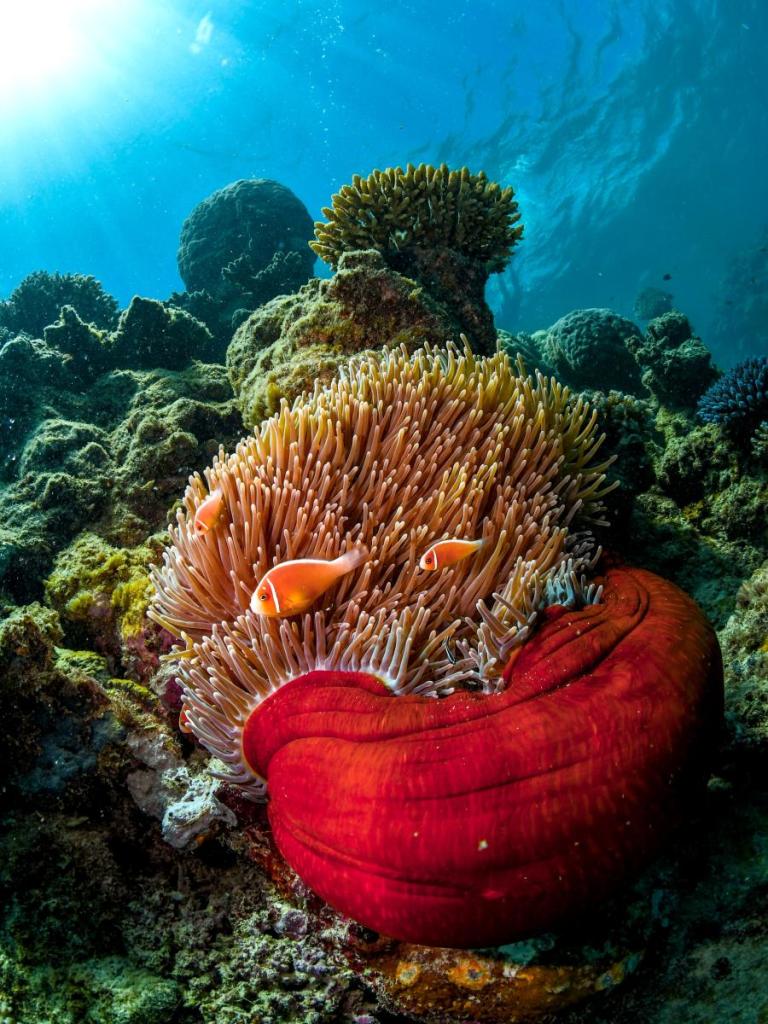 great barrier reef coral