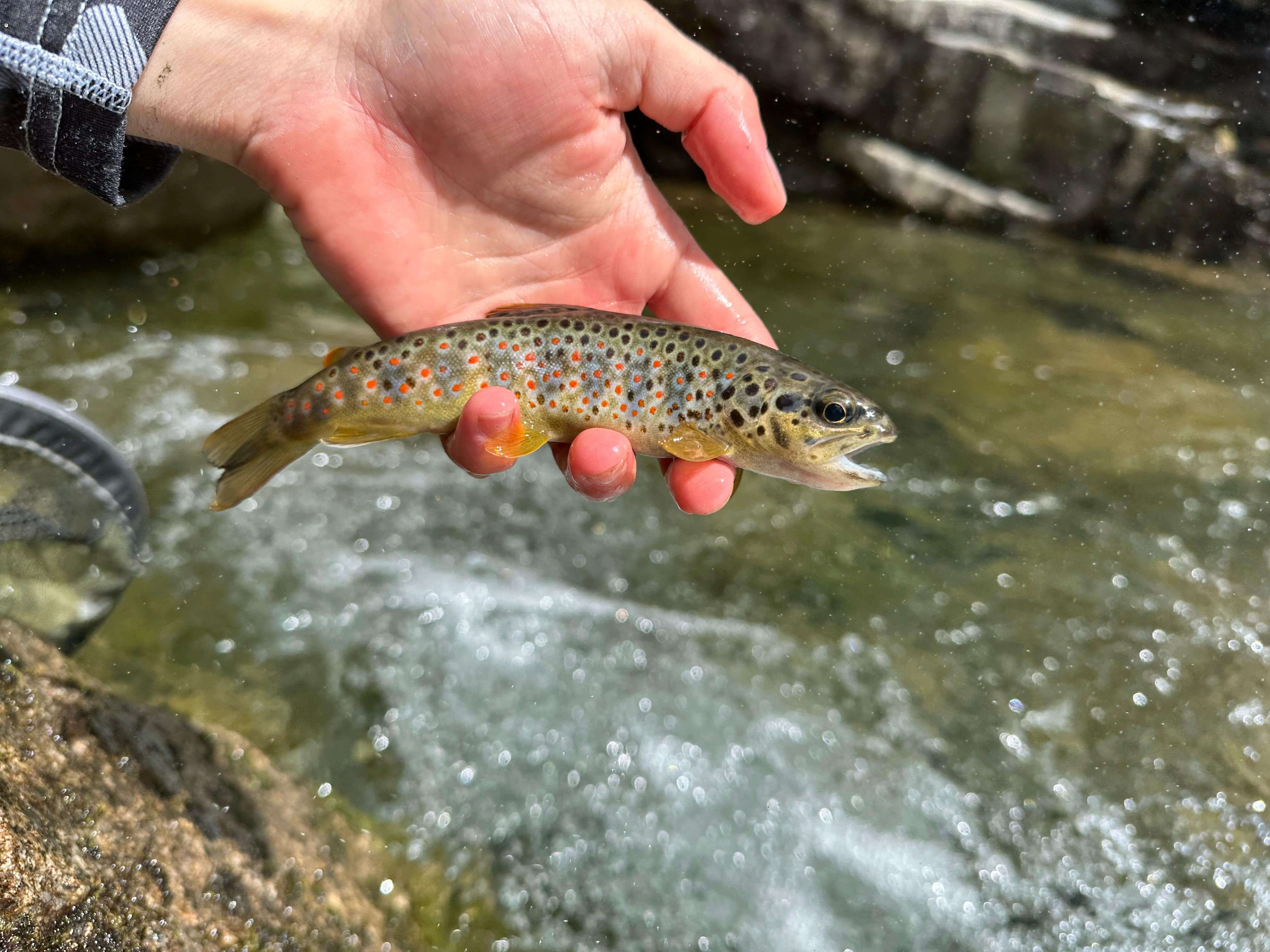 Angler casting a dry fly in the Vall de Boí surrounded by mountain scenery
