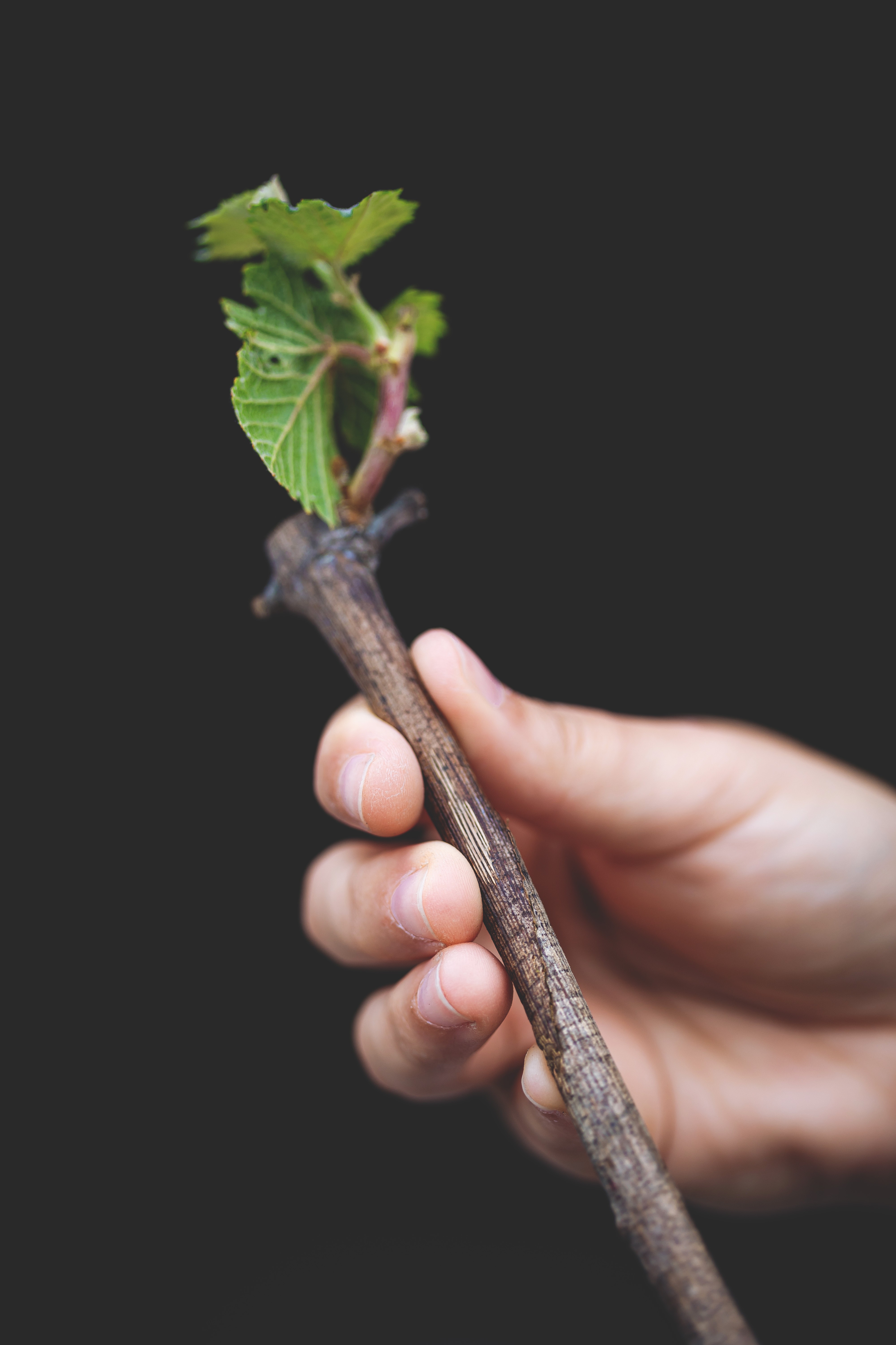 Close-up of a tree stump showing growth rings and a textured brown wood surface.