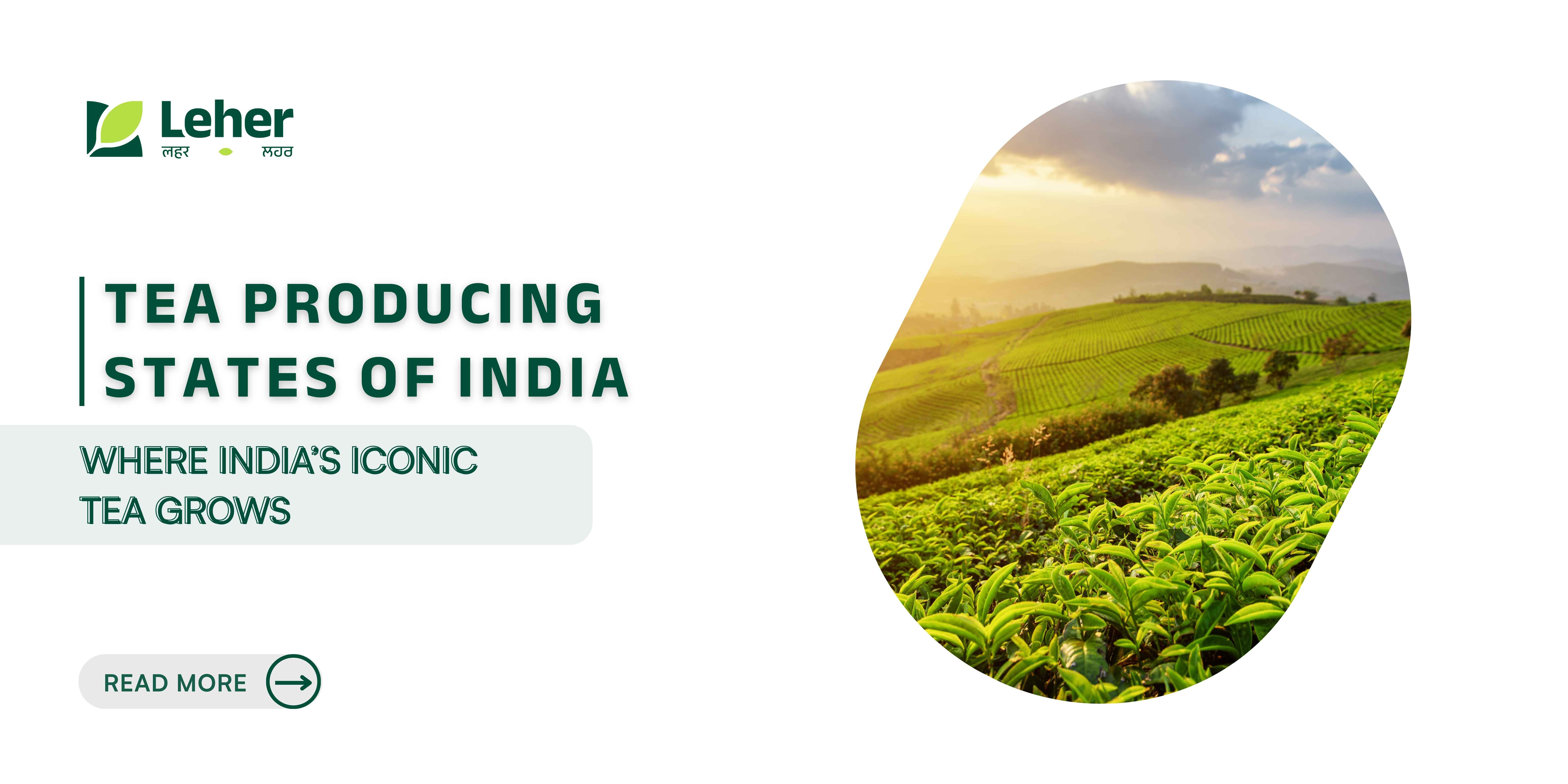 Top 10 Tea Producing States of India: Where India’s Iconic Tea Grows