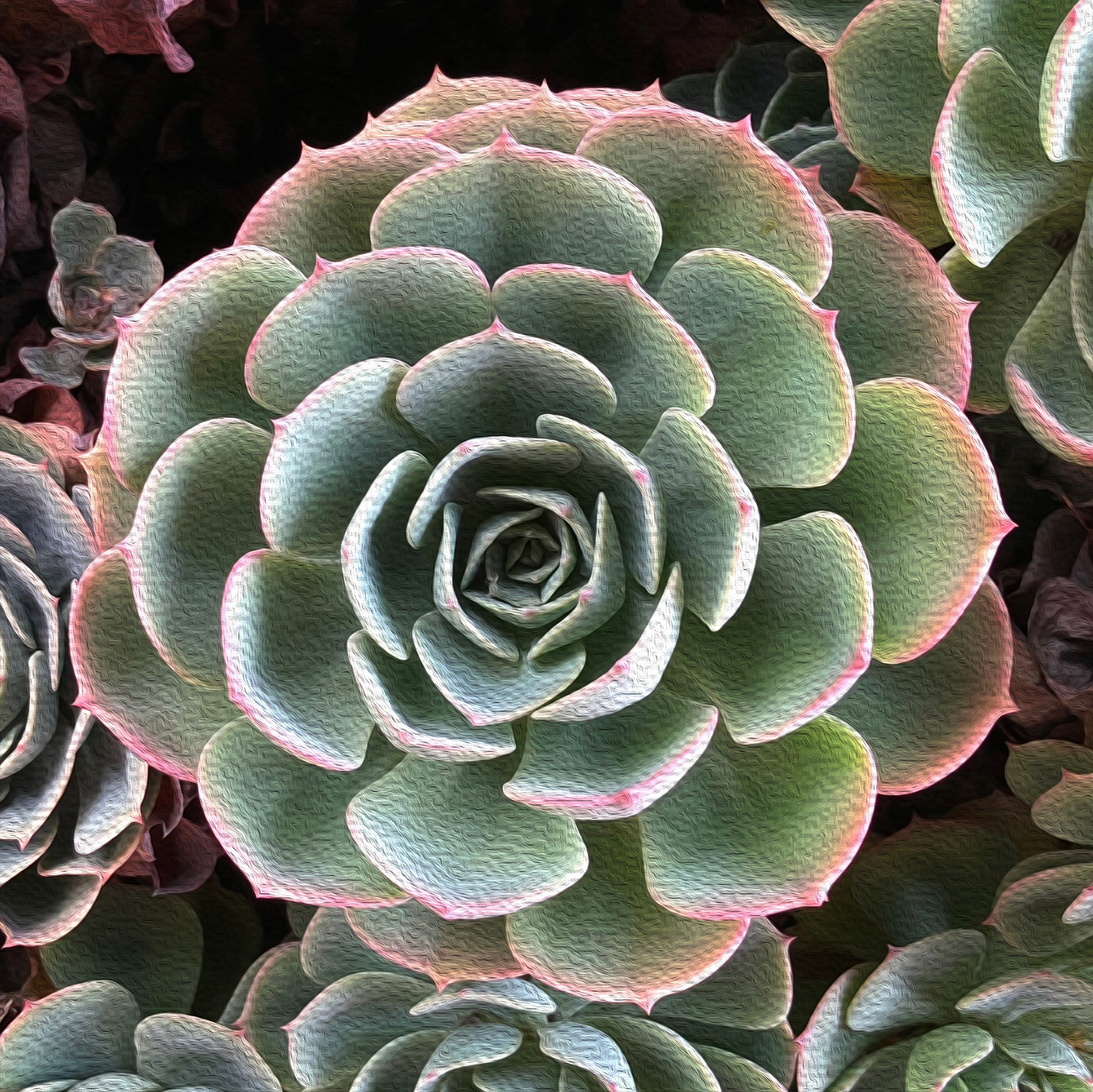 Succulant Geometry