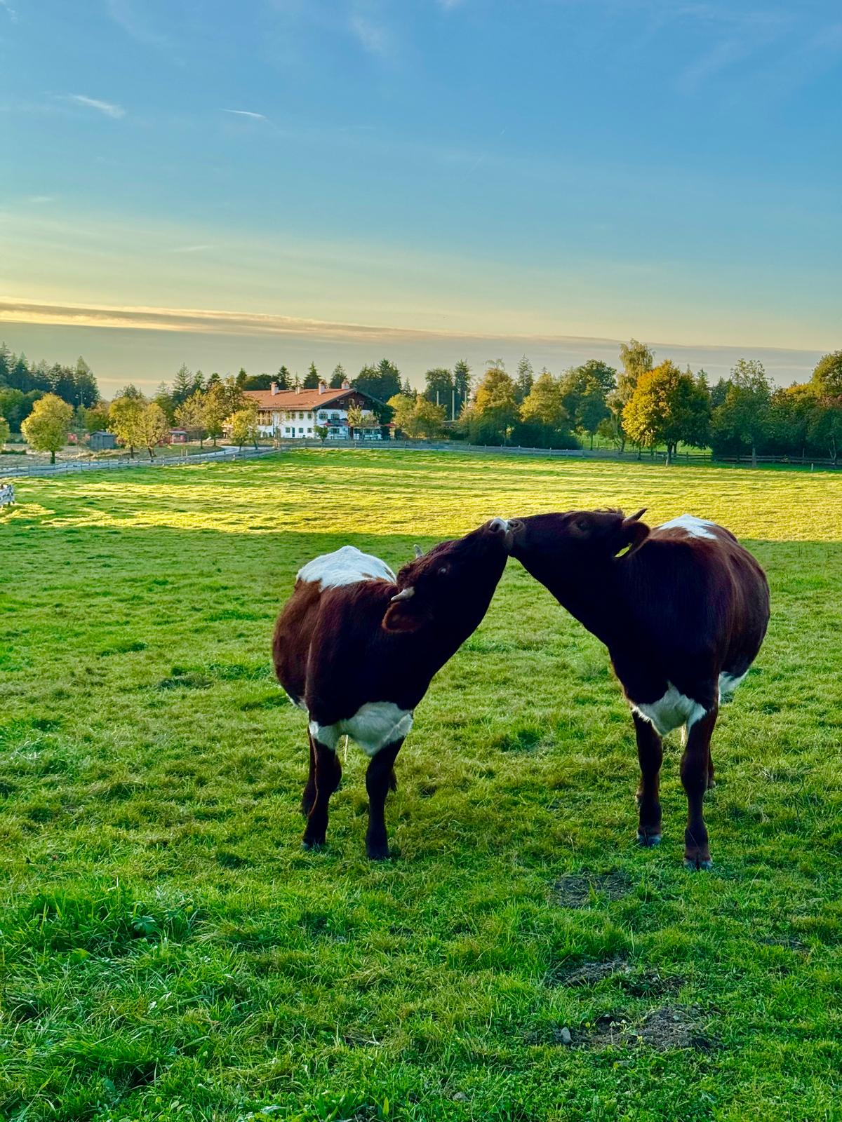 Hier sagen sogar die Kühe ja!