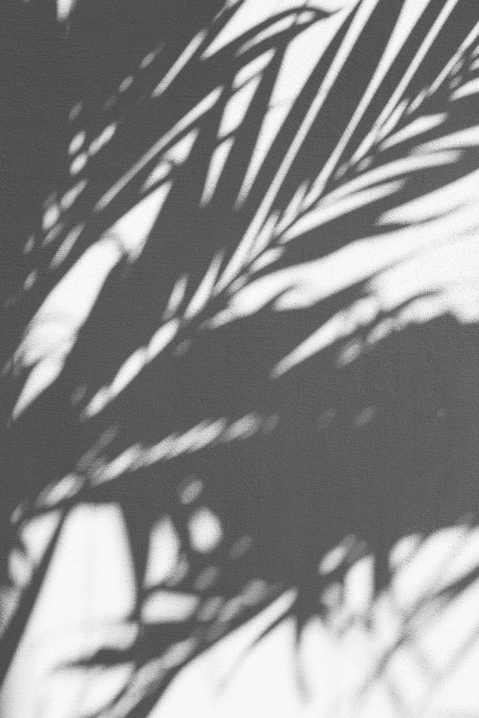 BĒBOHĀ - Silhouette of palm tree